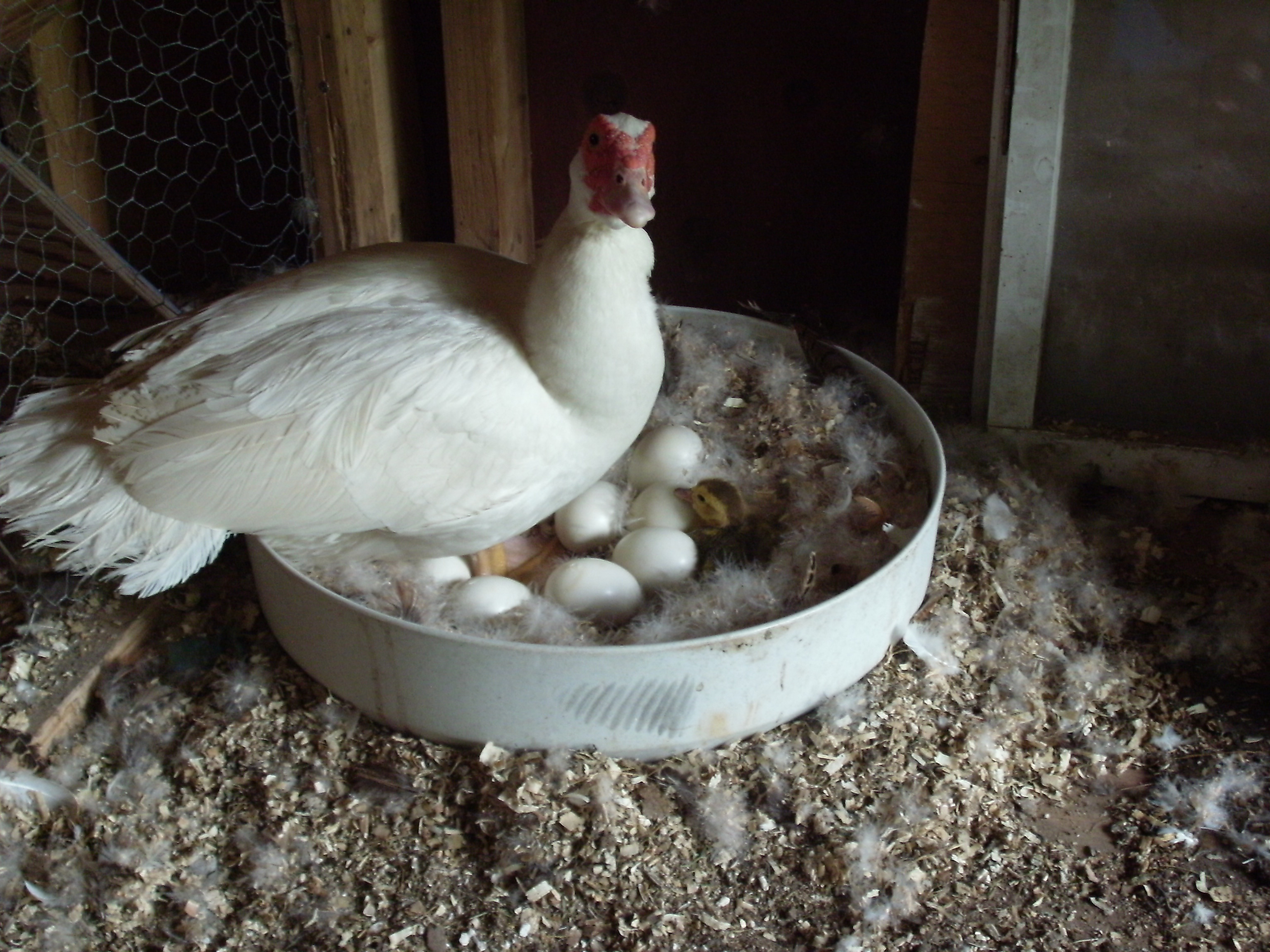 Female Muscovy duck raised 11 babies this summer. Unfortunately she was killed by a raccoon before noon one morning.