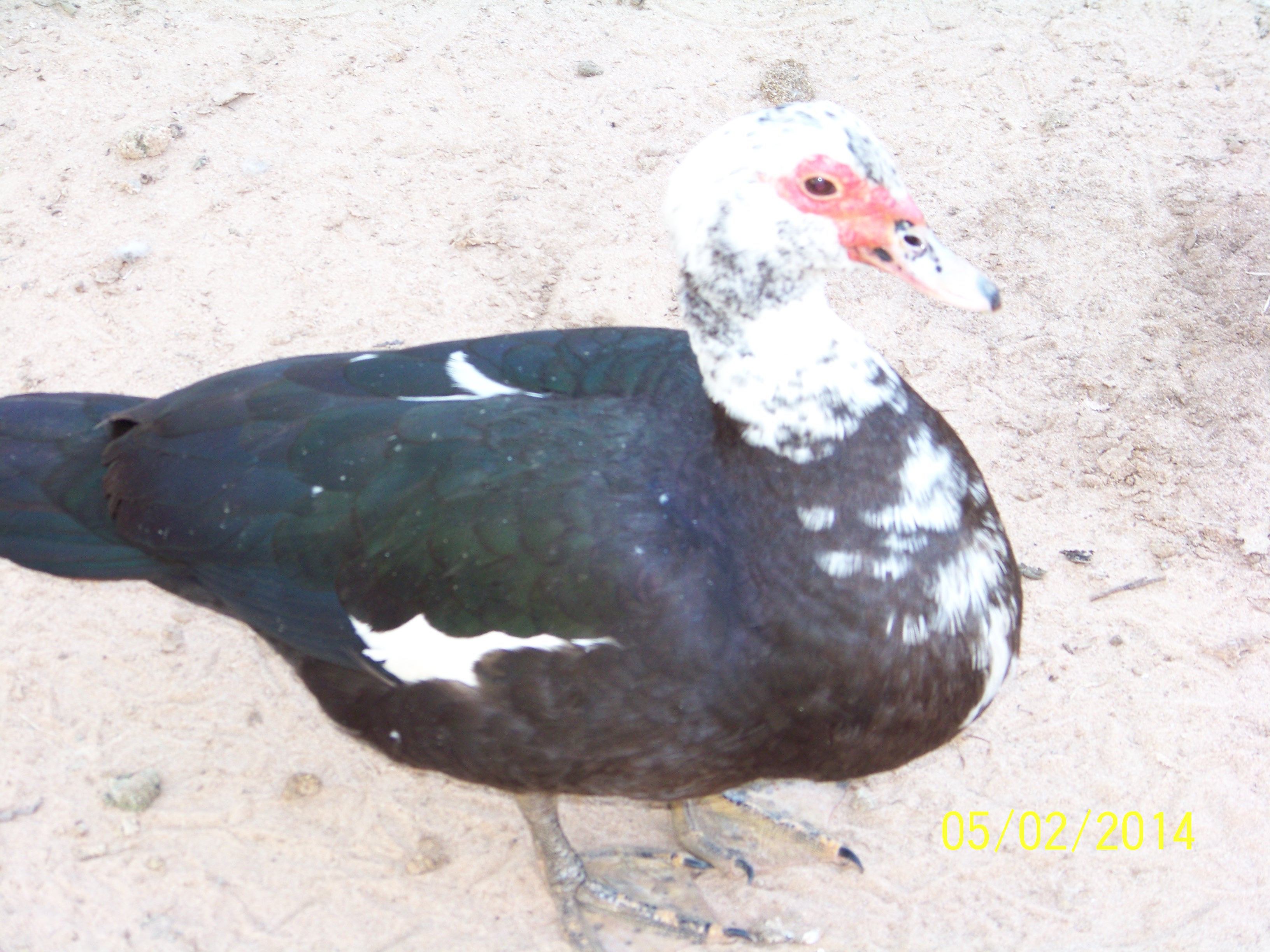 Female Muscovy