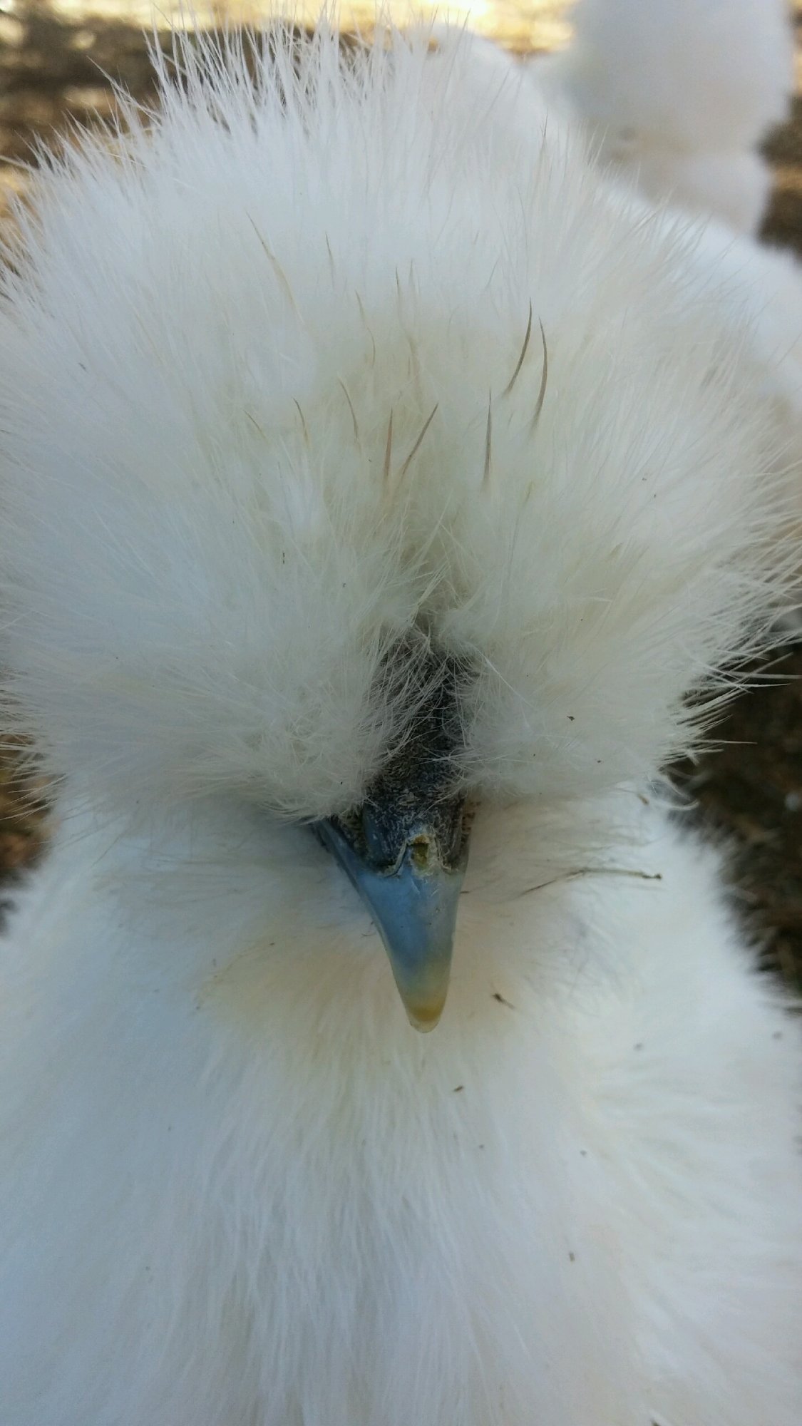 Female