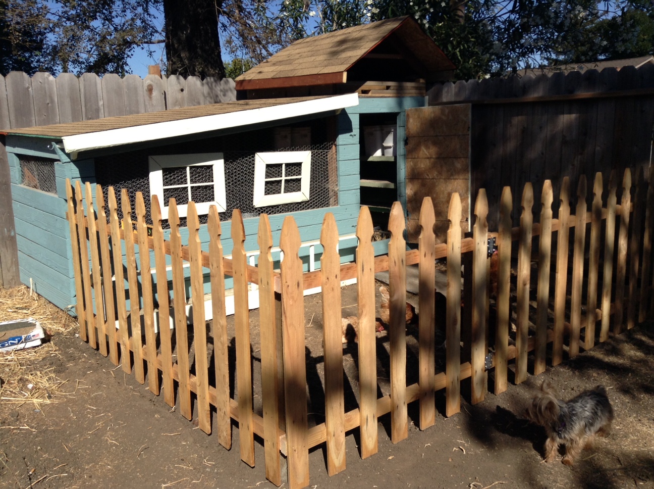 Fence is almost complete. added a smaller picket in between each of these, to keep my hens in and my dogs (3 pounds) out. My hens are bigger than my dogs! Lol