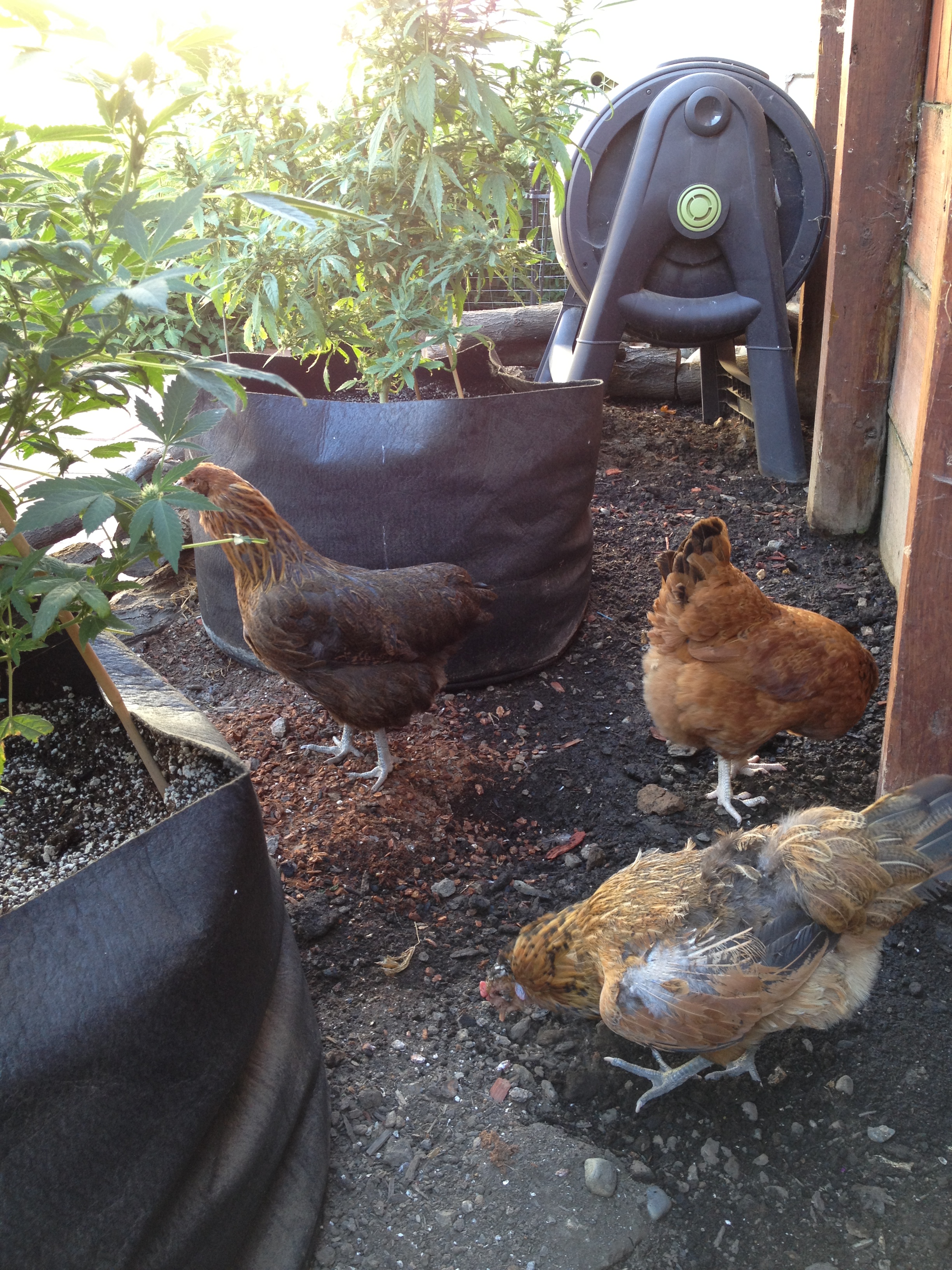 Fenway is the brown girl(golden sex link), Bella is to the left of Fenway and she's an Ameraucana, and Aengus is the one closest and he is an Ameraucana. Aengus is really a she but but when we got her we thought she had spurs so called him a he ever since. So he's our boy who lays eggs. He also has a cross beak and one eye.