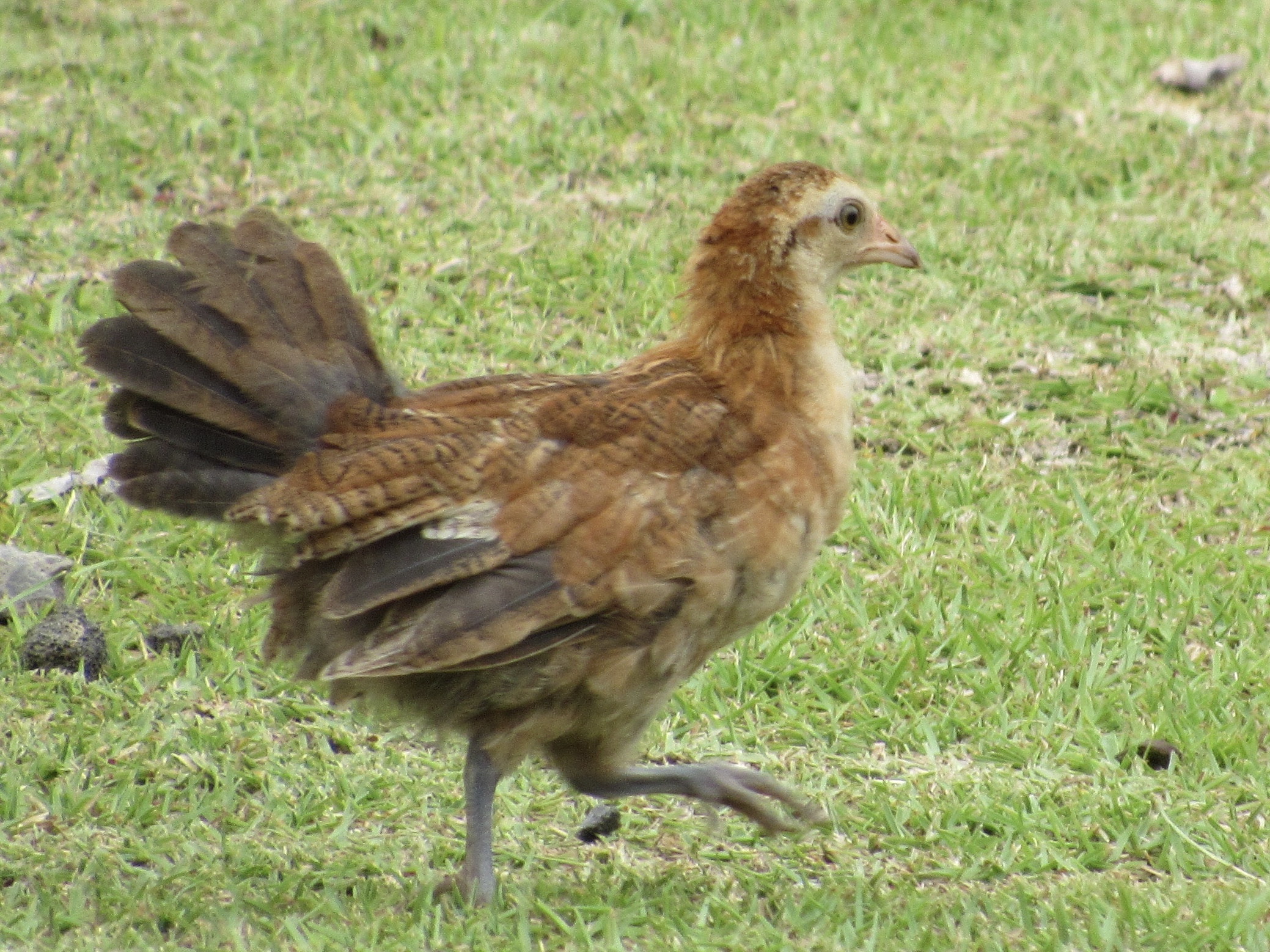 Feral Hen Rampaging A Backyard