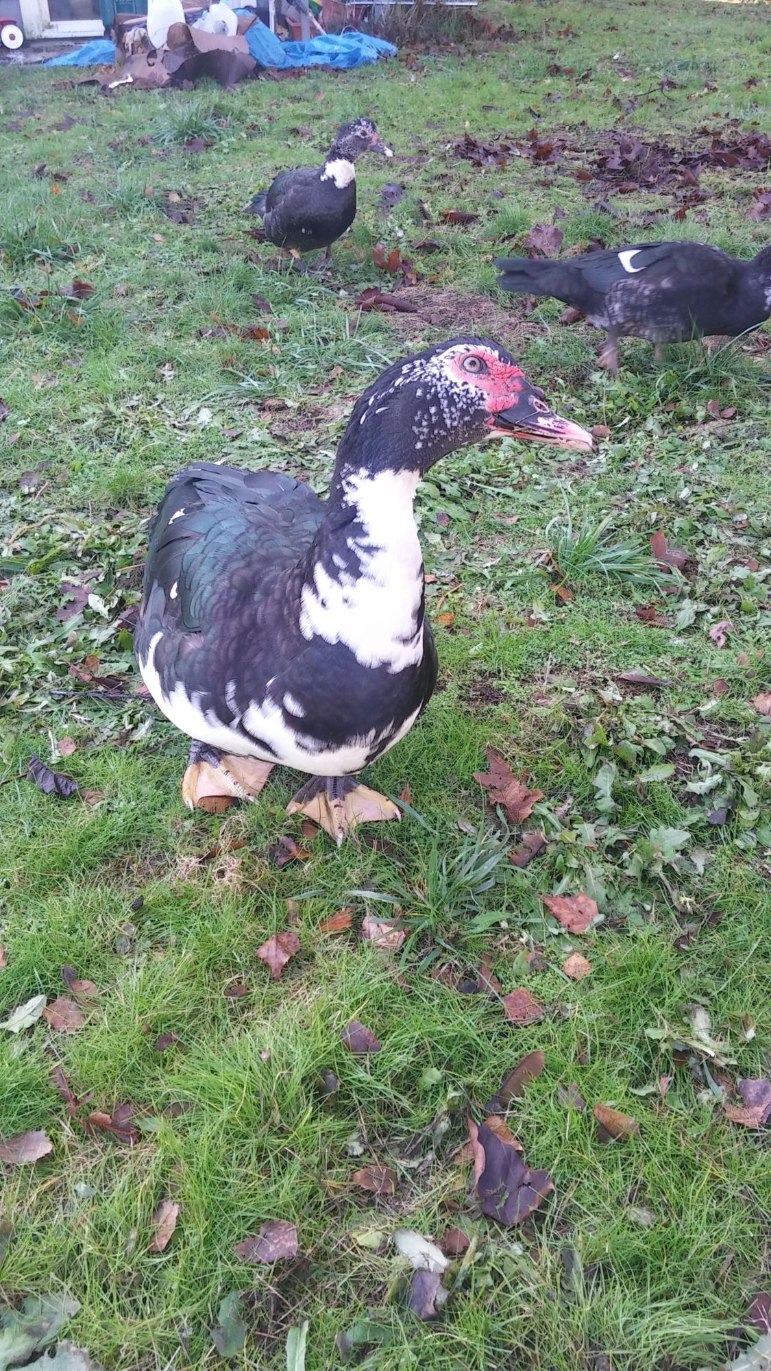 Ferdie, such a handsome duck.