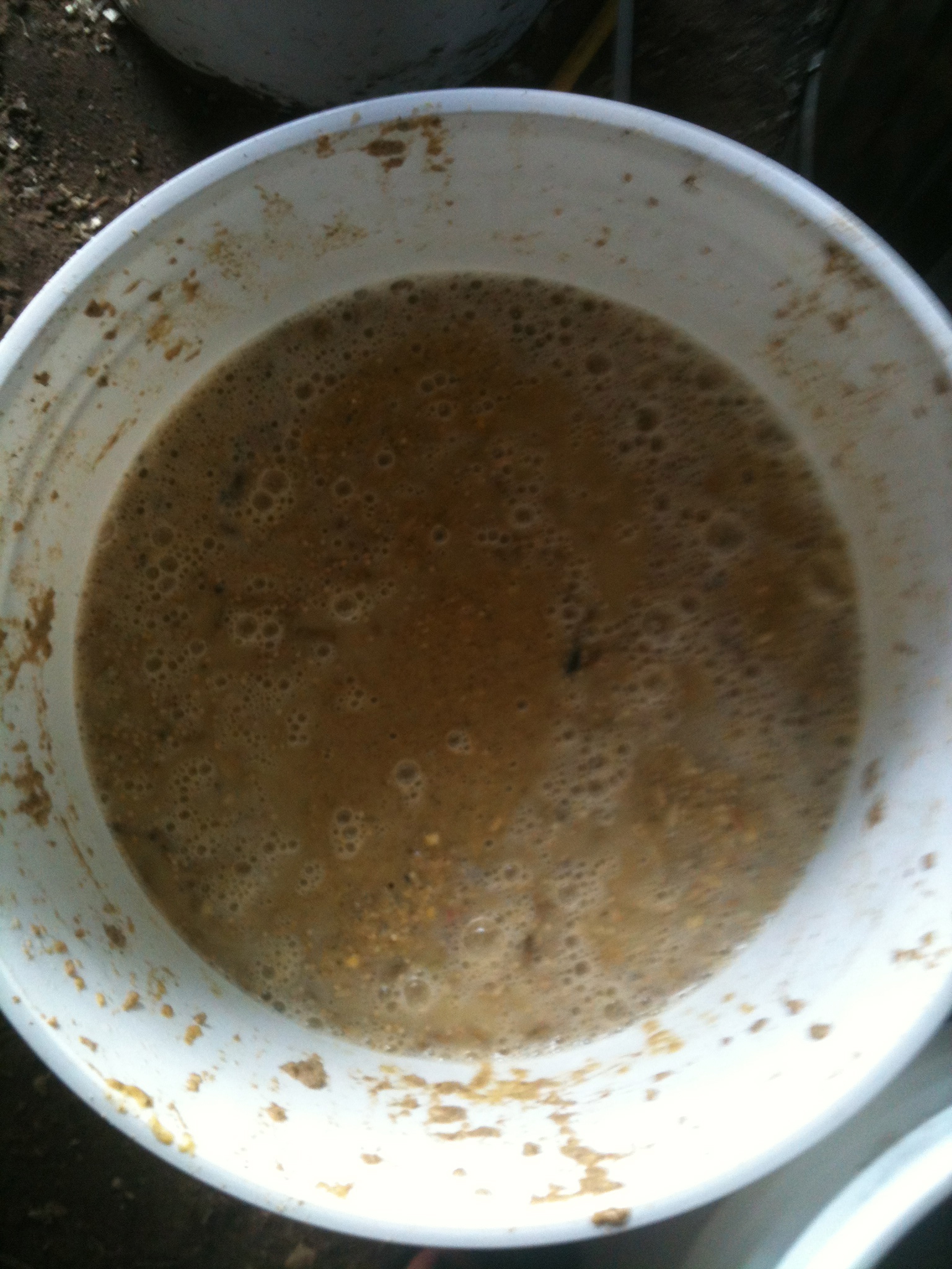 Fermenting broiler feed.