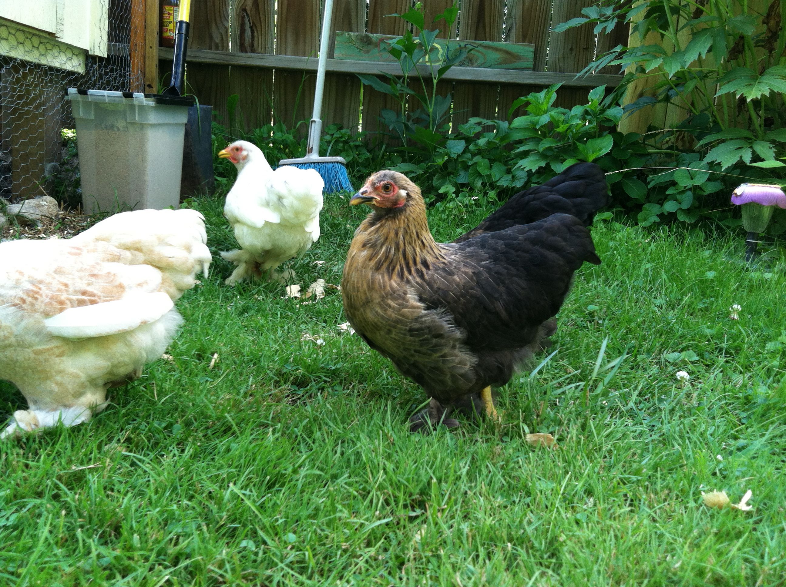Fern, snow, and mavis