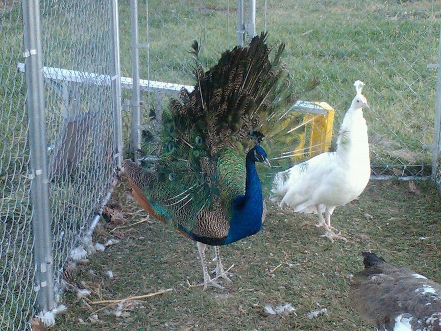 Ferrell and Maria. Maya is the other bird in the corner. This is an old pic, and i'll have to take more of them when we get them in a new habitat. Now Ferrell has long beautiful tail feathers!