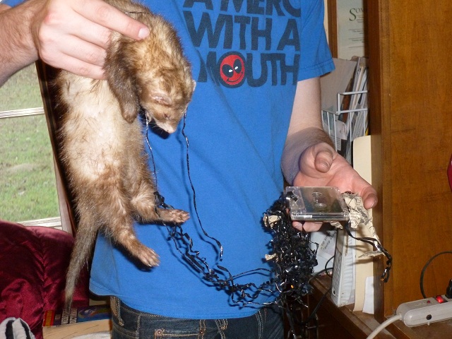 ferret trouble
