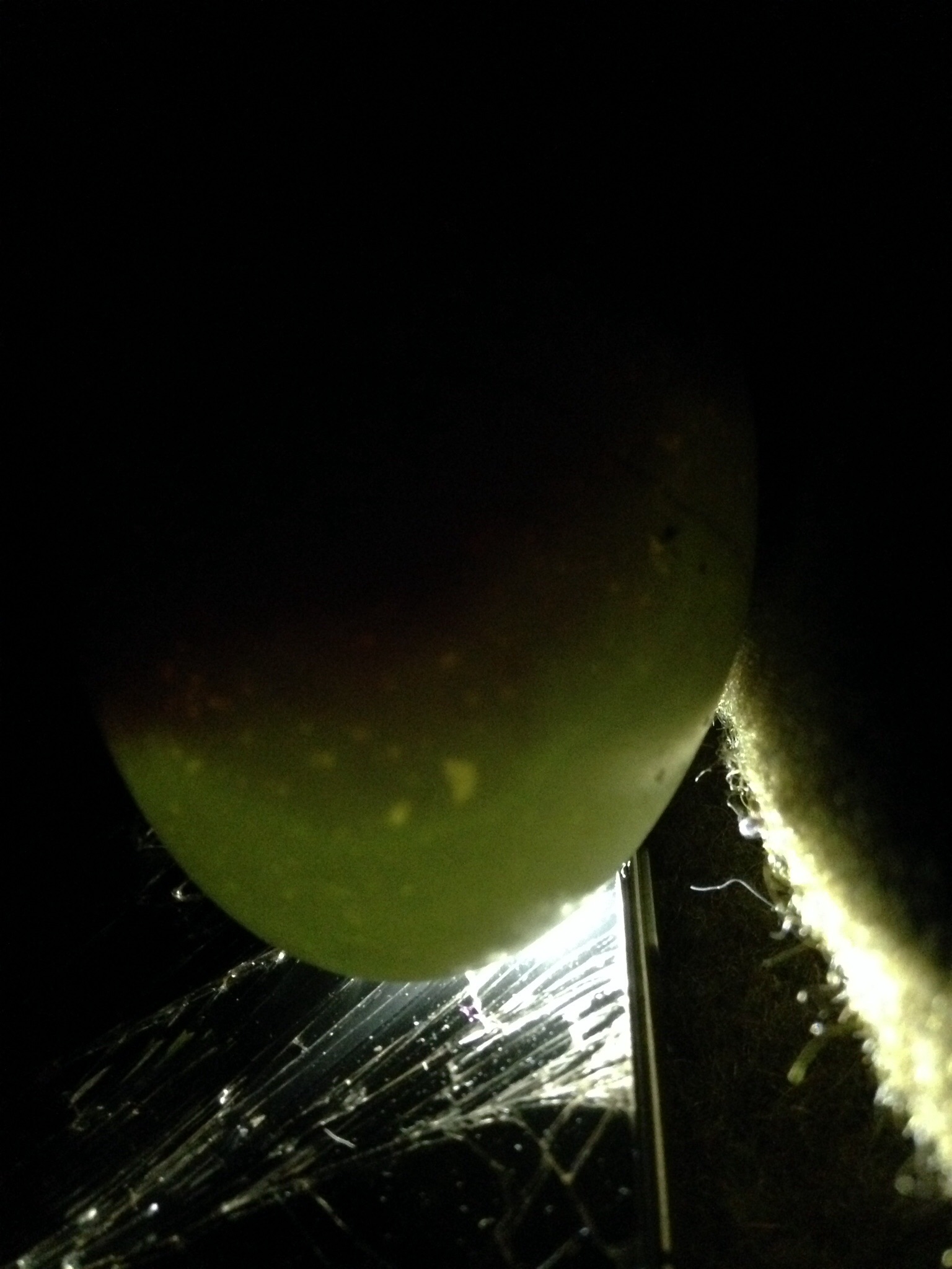 Fertile from other flock