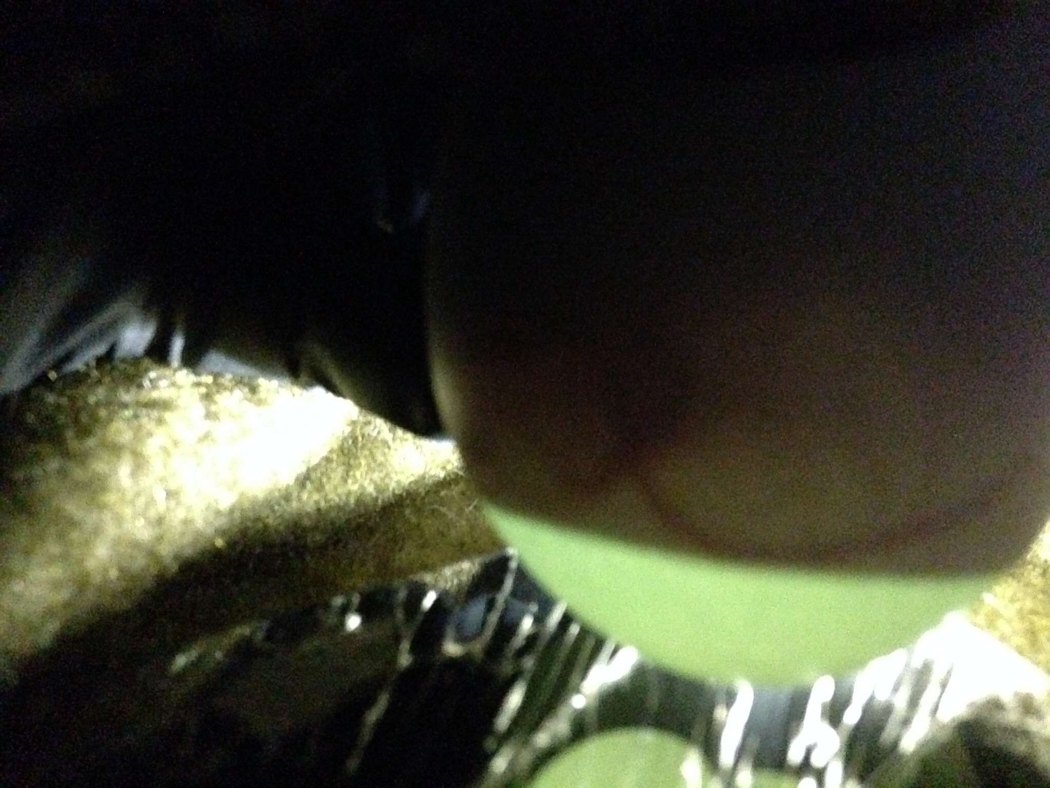 Fertile - from our flock