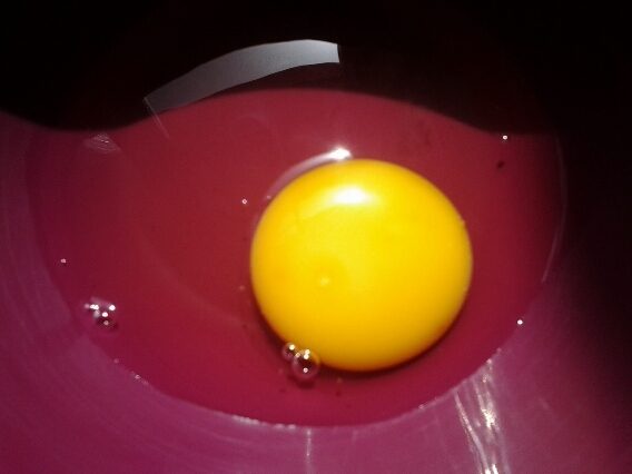 Fertile or not? I see halo like images around most of my eggs. Sorry for image quality im working within lots of constraints here.