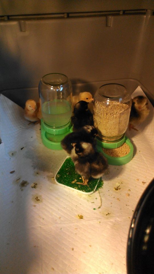 Few days old. RIP little Brahma (far right)