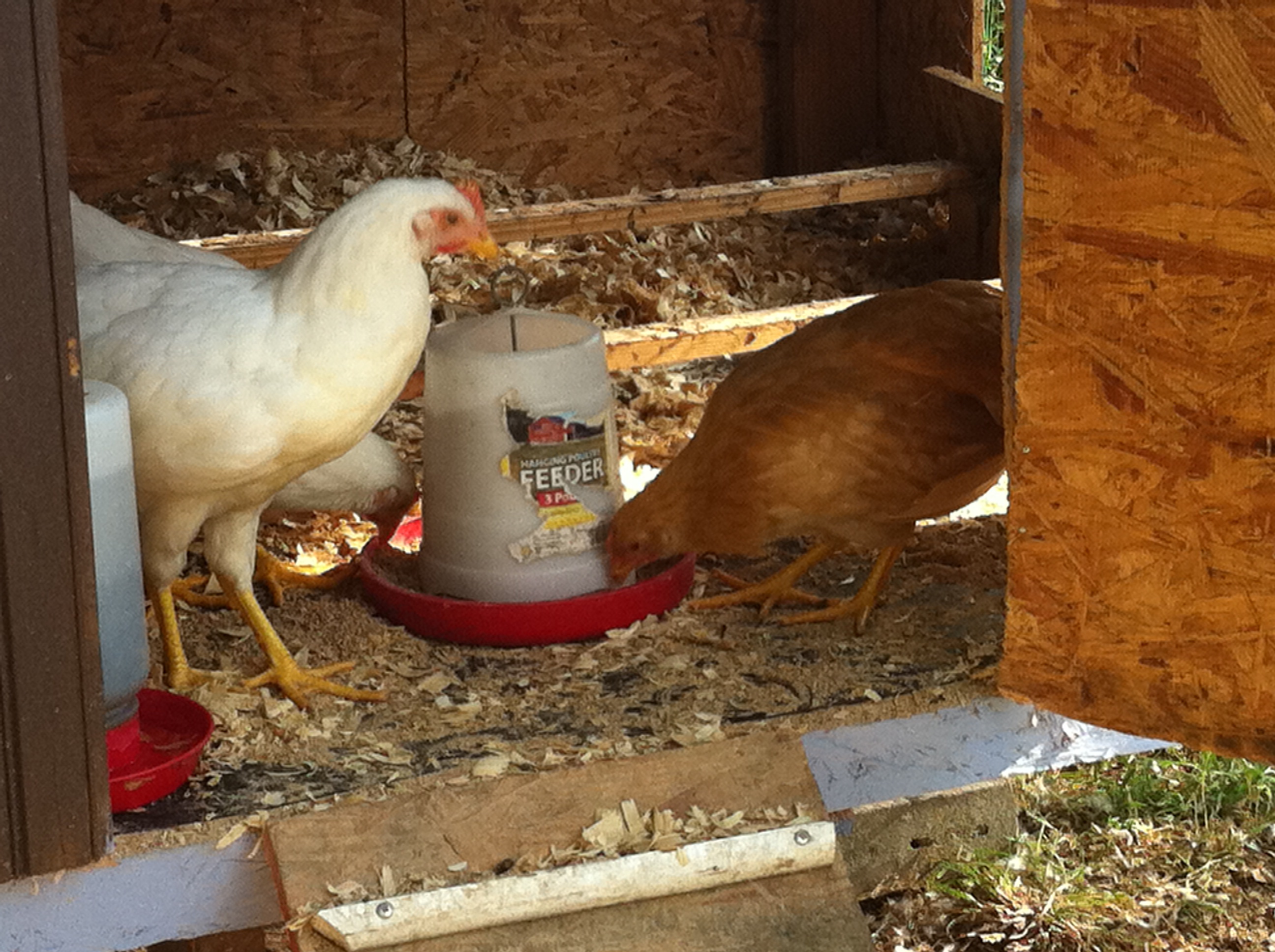Few of our chickens at 10 weeks old.