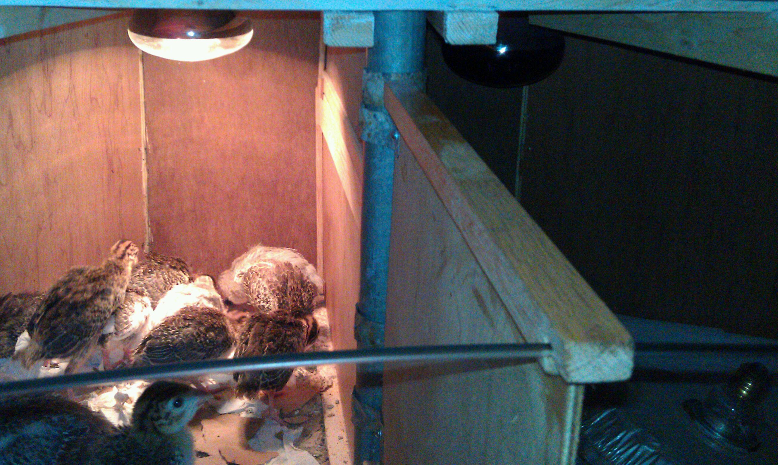 Few points ... 
1. The dividers were raised, so as to prevent the keets from flying over where the new chicks are gonna be (it rotates, so that I can let 'em in when I'm there to monitor the interactions).
2. It's 18" or so, and one keet rounded the back of the brooder, looping back to the front in flight, curving up to land on top (just to rub in the fact that it still ain't high enough ~'-)
footnote, in regard to the lights ... 
Only two, wired in series, which means it lowers the voltage at each bulb, and that if one burns out? The brooder goes black. By mixing bulbs, I can drop more voltage over the lower wattage bulb -- in this shot? A 250w on the right, which barely warms, and a 125w on the left, which is only partially dimmed. The reflector that hangs upon the bulb on the brooder floor increases the measured temperature by only a small amount, but still? It does.
