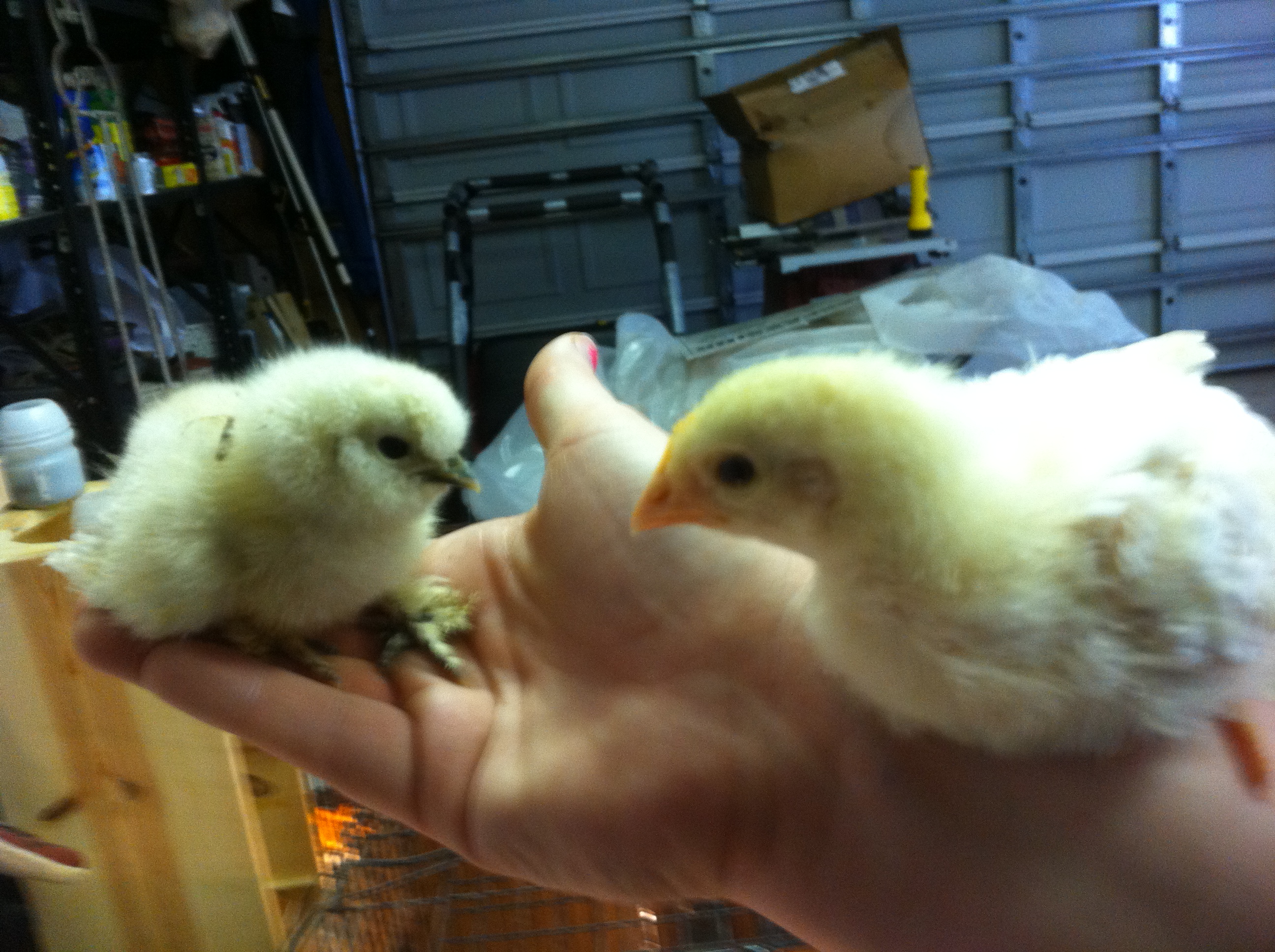 few week old leghorn with a few day old silkie