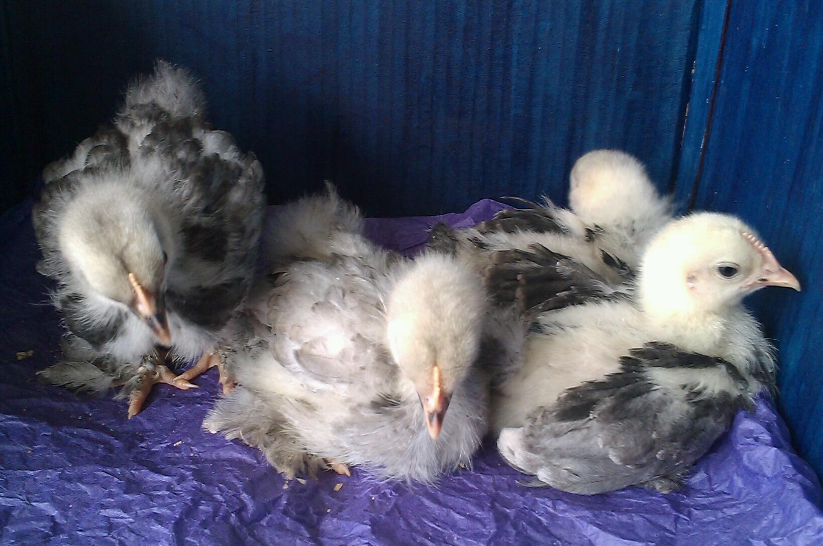 Few weeks old now and feathering out.