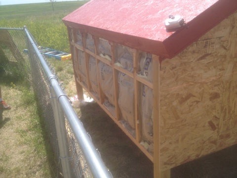 Fiberglass insulation installed in the back wall of the coop.
