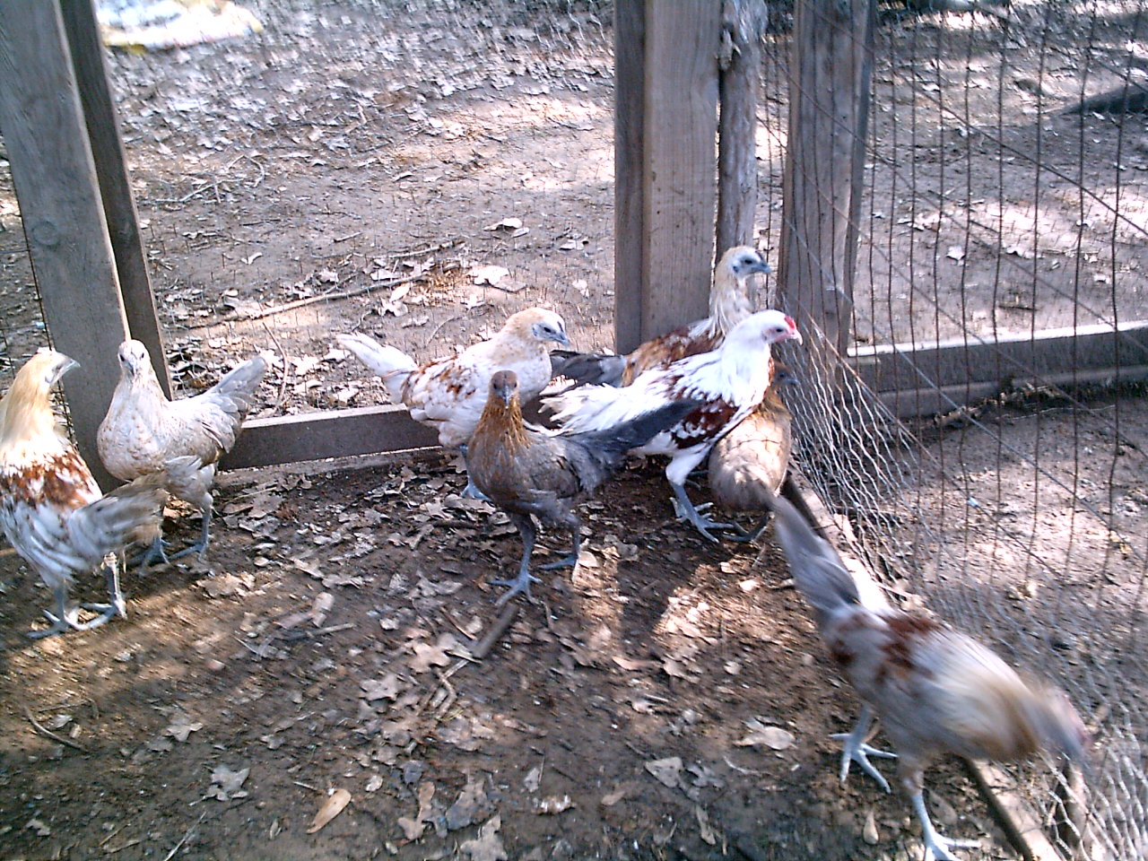 Fibro Hatch Oct. 2011