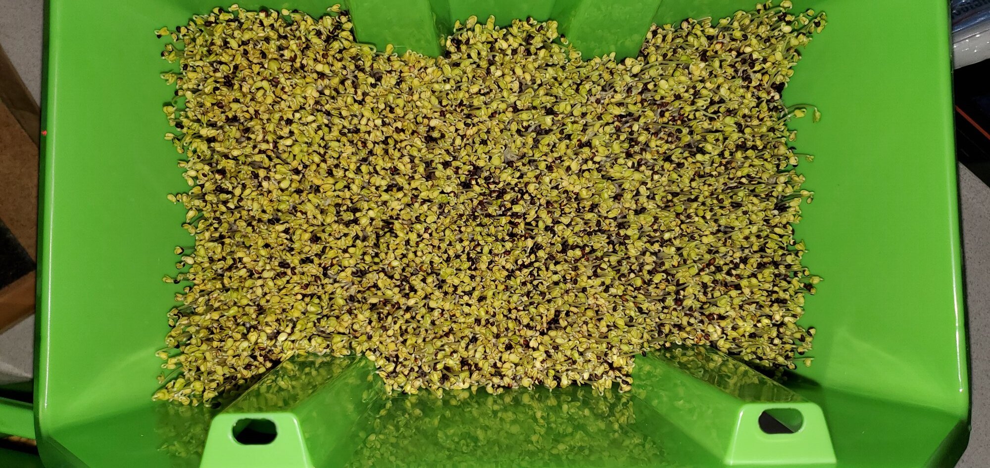 Field Rape sprouts ready to feed after 7 days