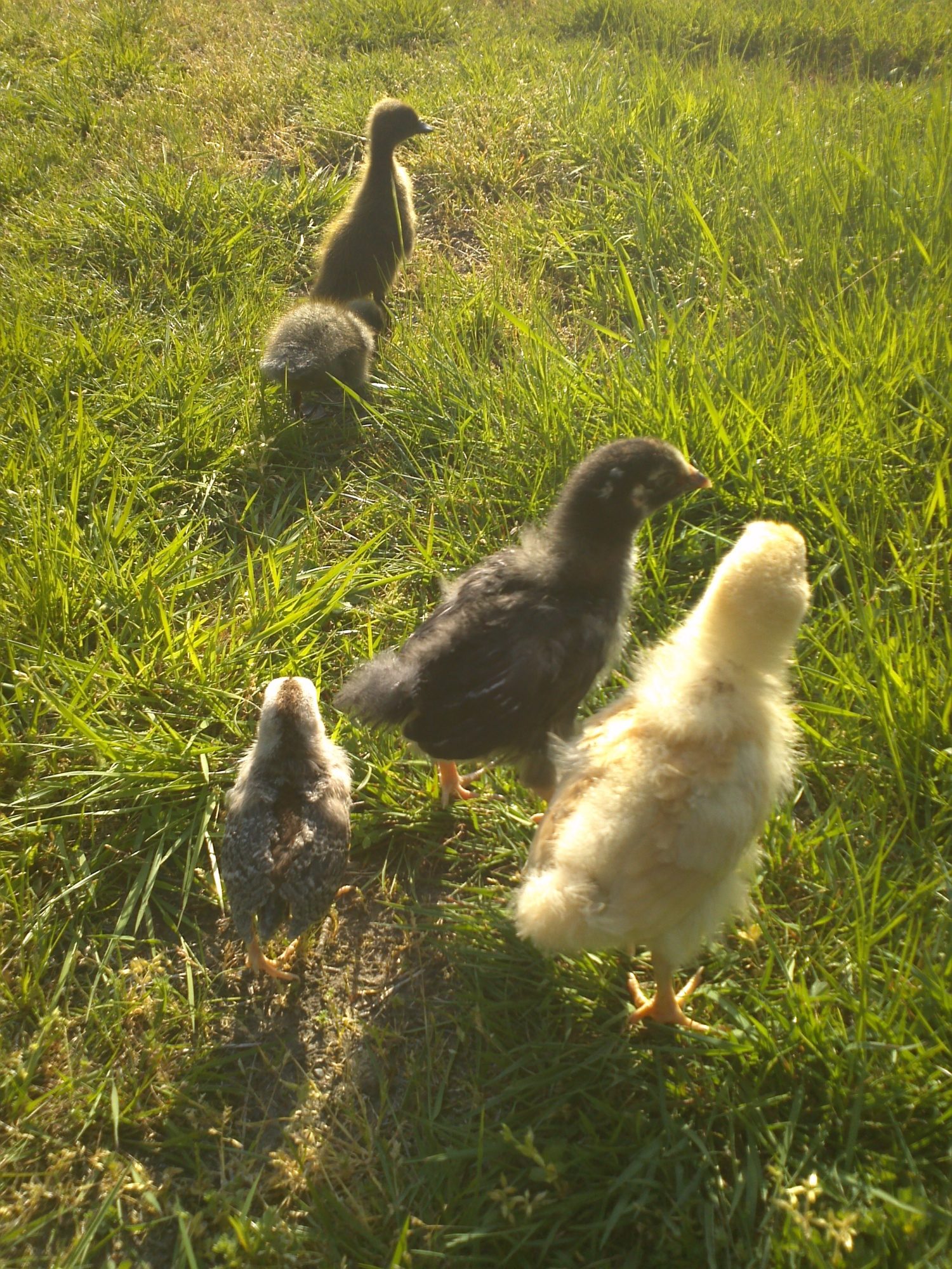 Field trip to the front yard... first time the ducks have ever been out!
