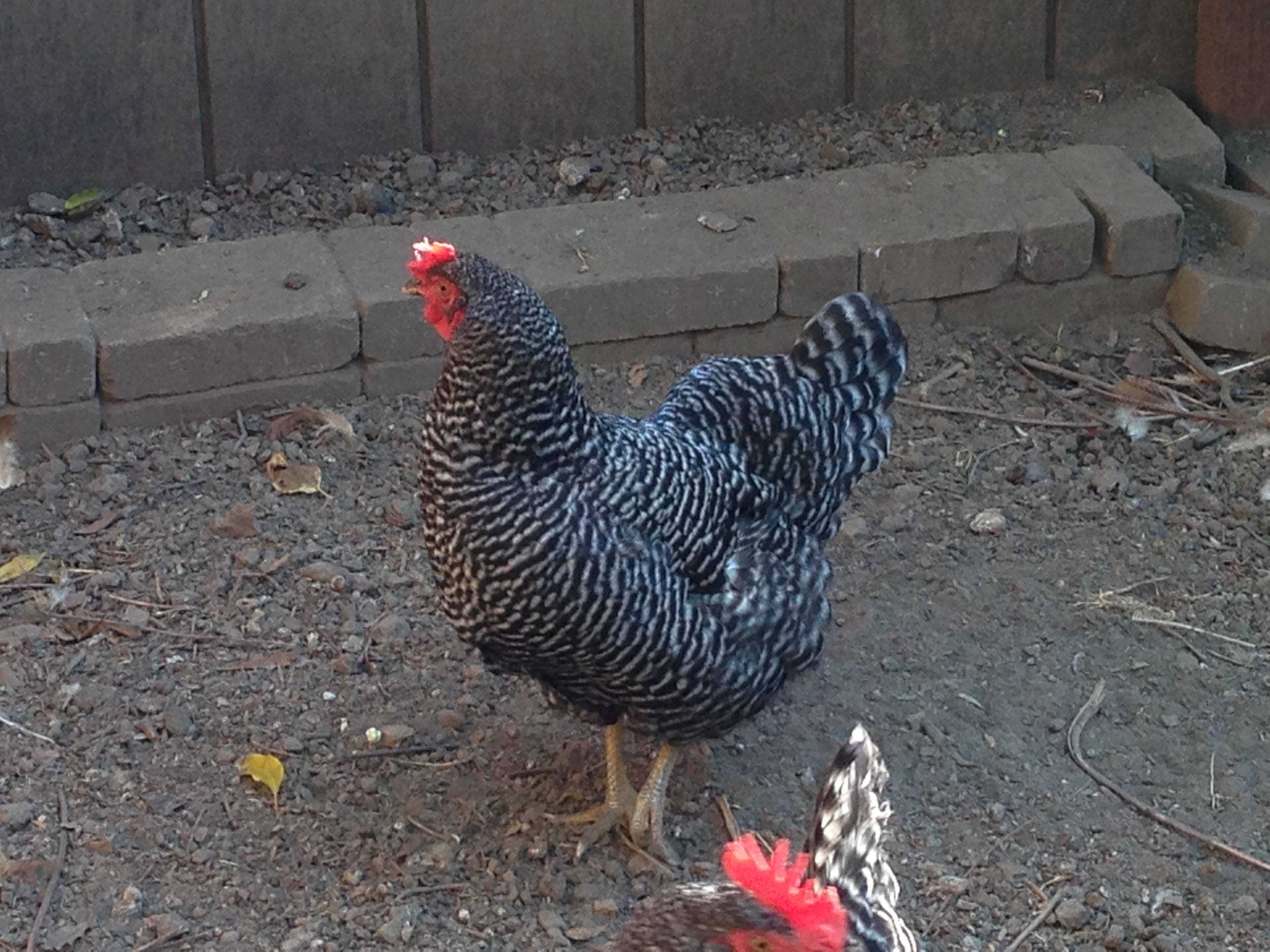 Fierce little Feathers, protecting us all from blue jays (she hates them.)