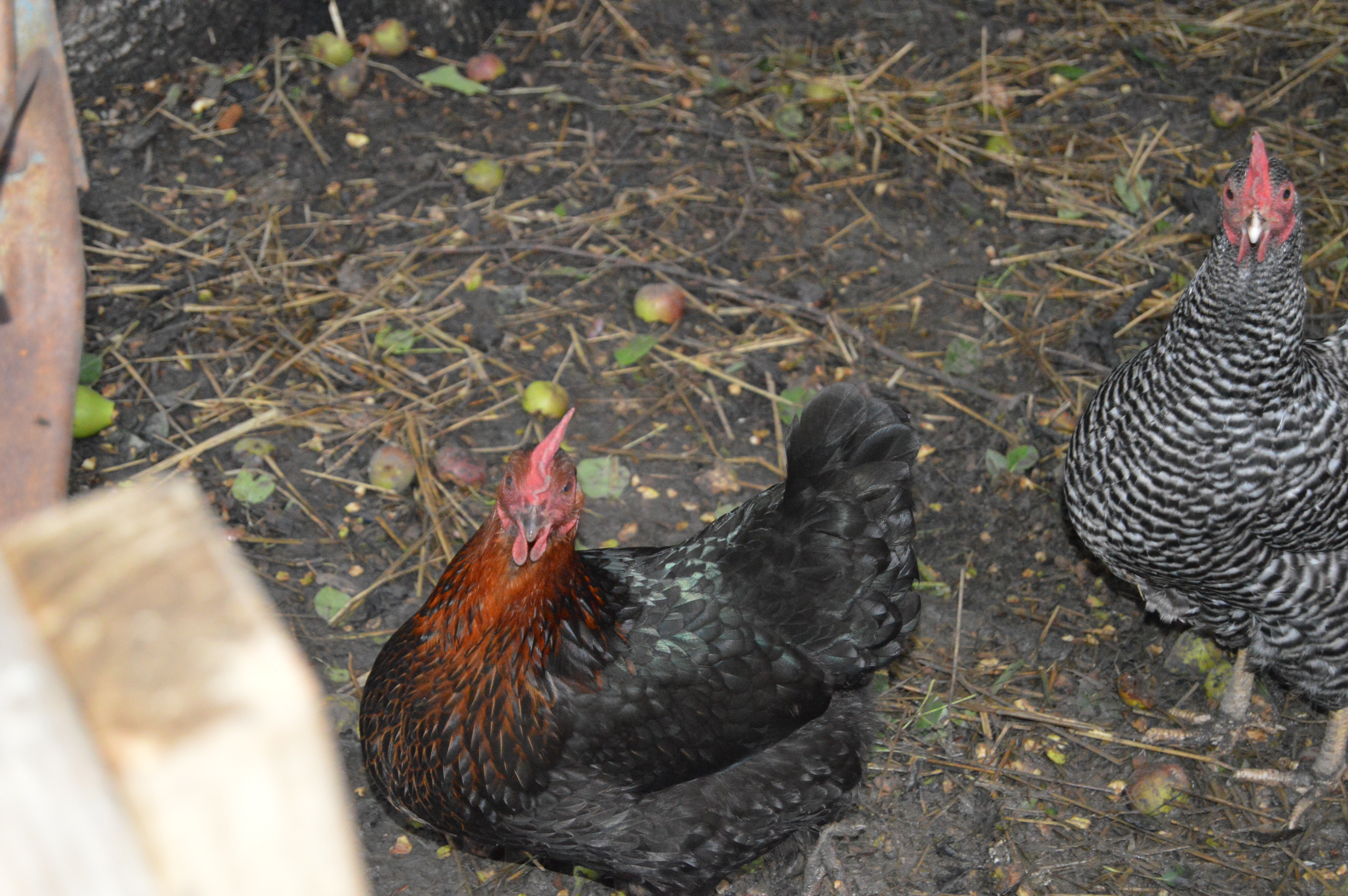 Fiesty and Spicy Spot