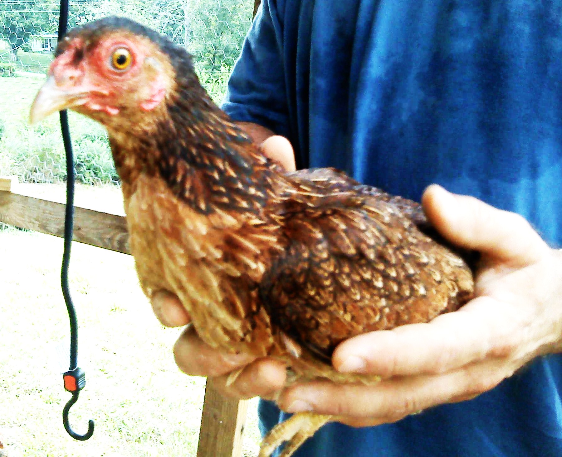 Fiesty is 1/2 the size of all our chickens and twice as mean. When she is out of ear shot, we call her the demon. She is starting to grow on me.