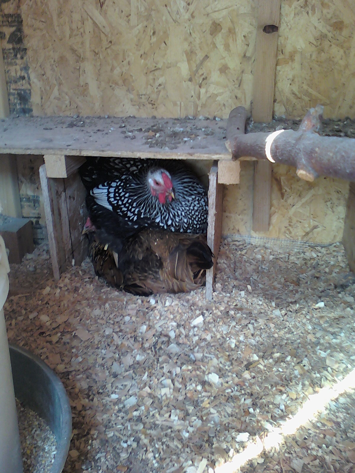 fight over a nest box