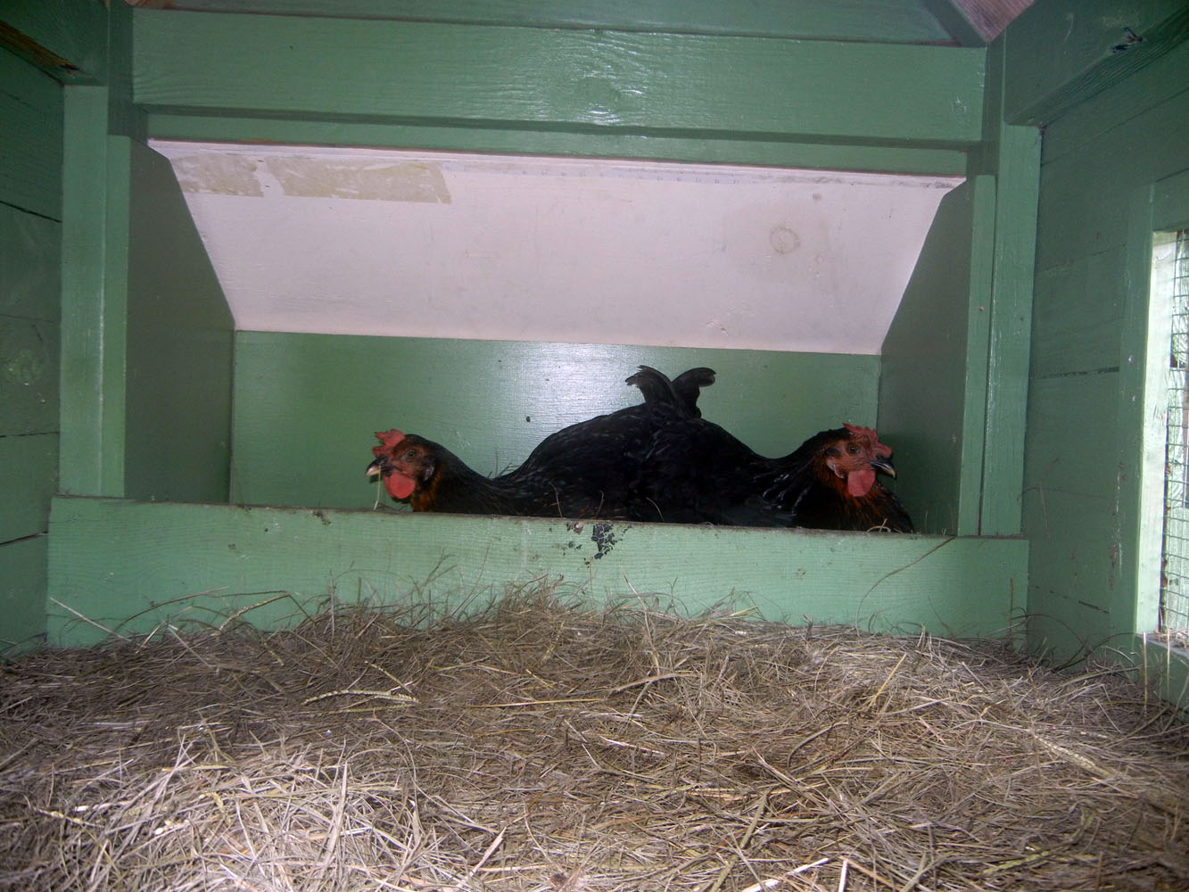 Fighting over the prized corner laying spot. This is incidentally the only time I've ever seen two in the nest box. They like their privacy, my chicks.