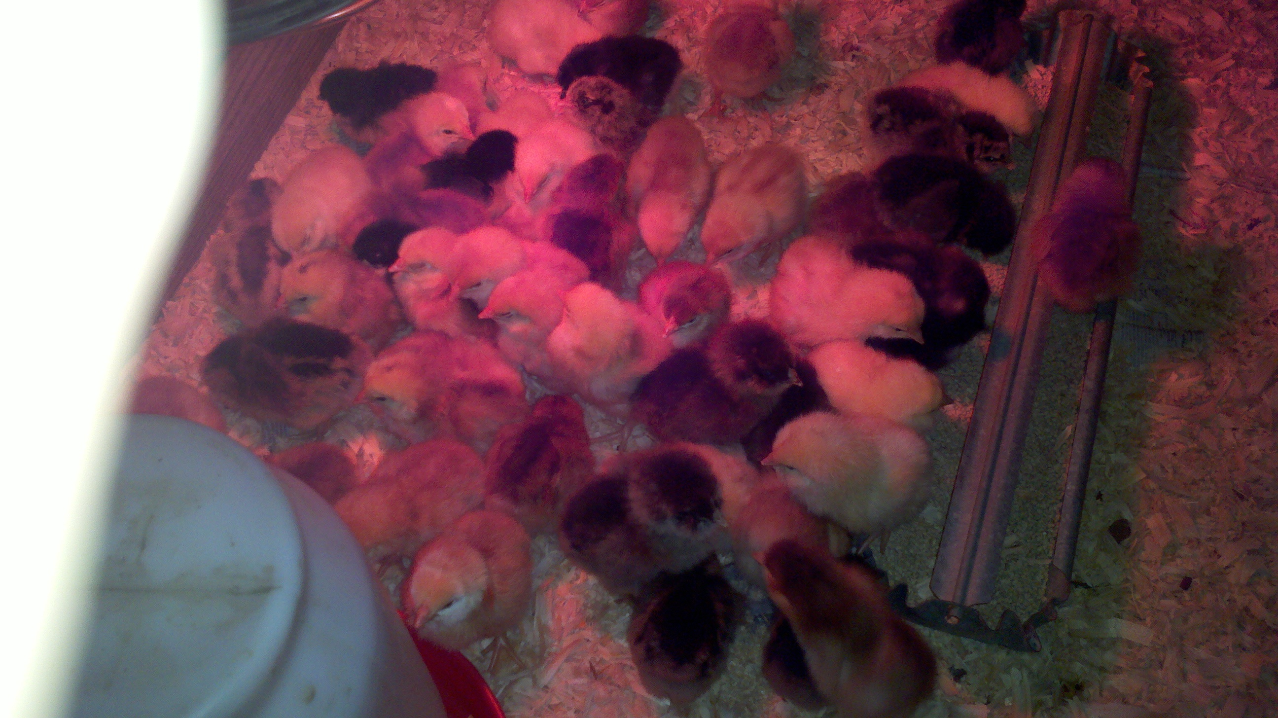 Figured out the waterer and food dish!!