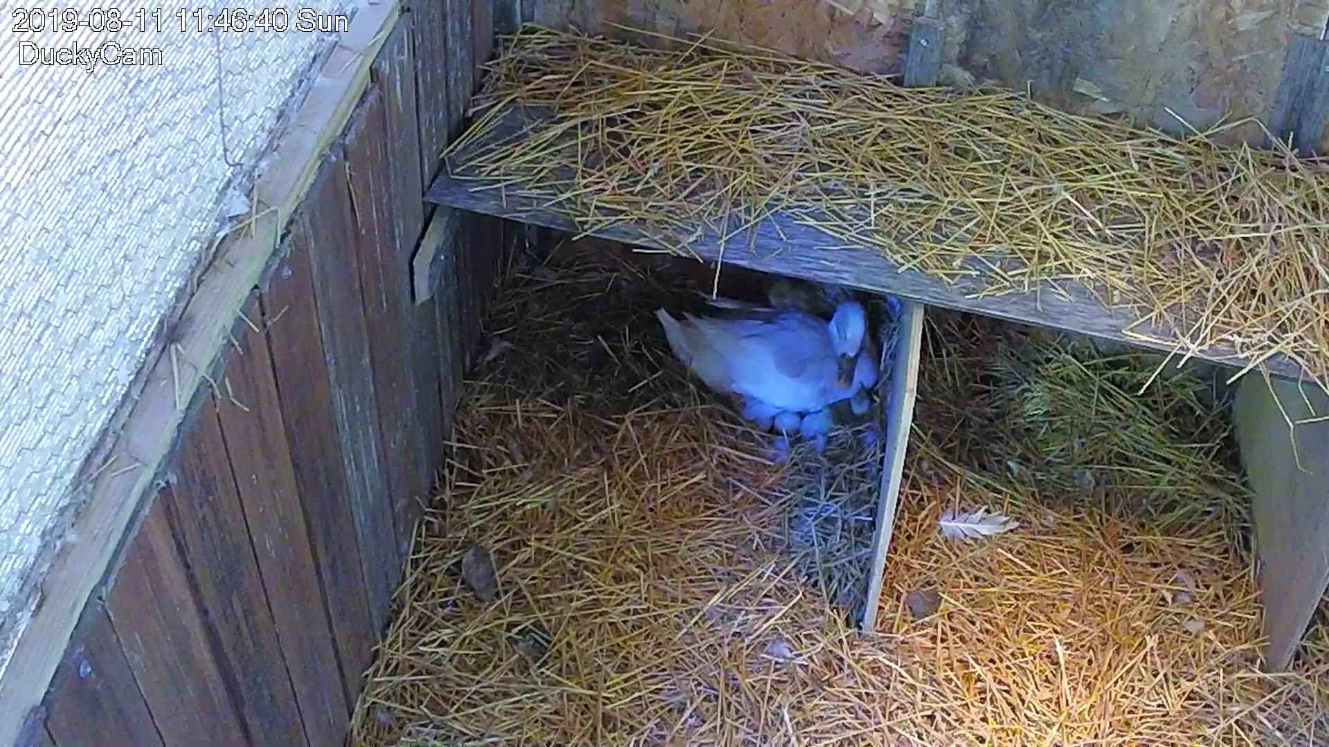 Final nestboxes design with Katharina hovering over her ducklings
