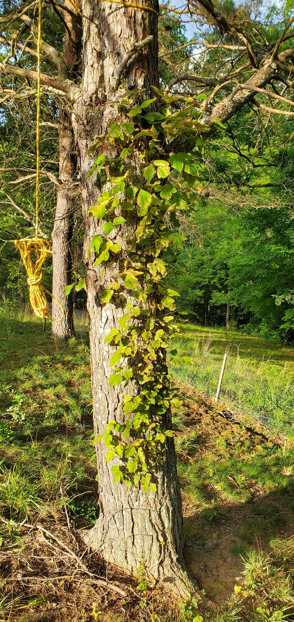 Finally! After 3 days of spraying with RoundUp the Ivy is dieing.