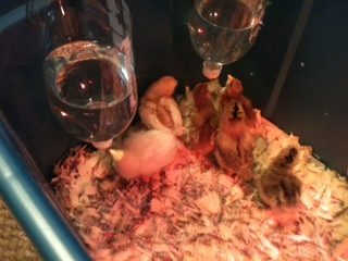 FINALLY drinking from the nipple, so much easier and DEFFENTLY much cleaner water for them