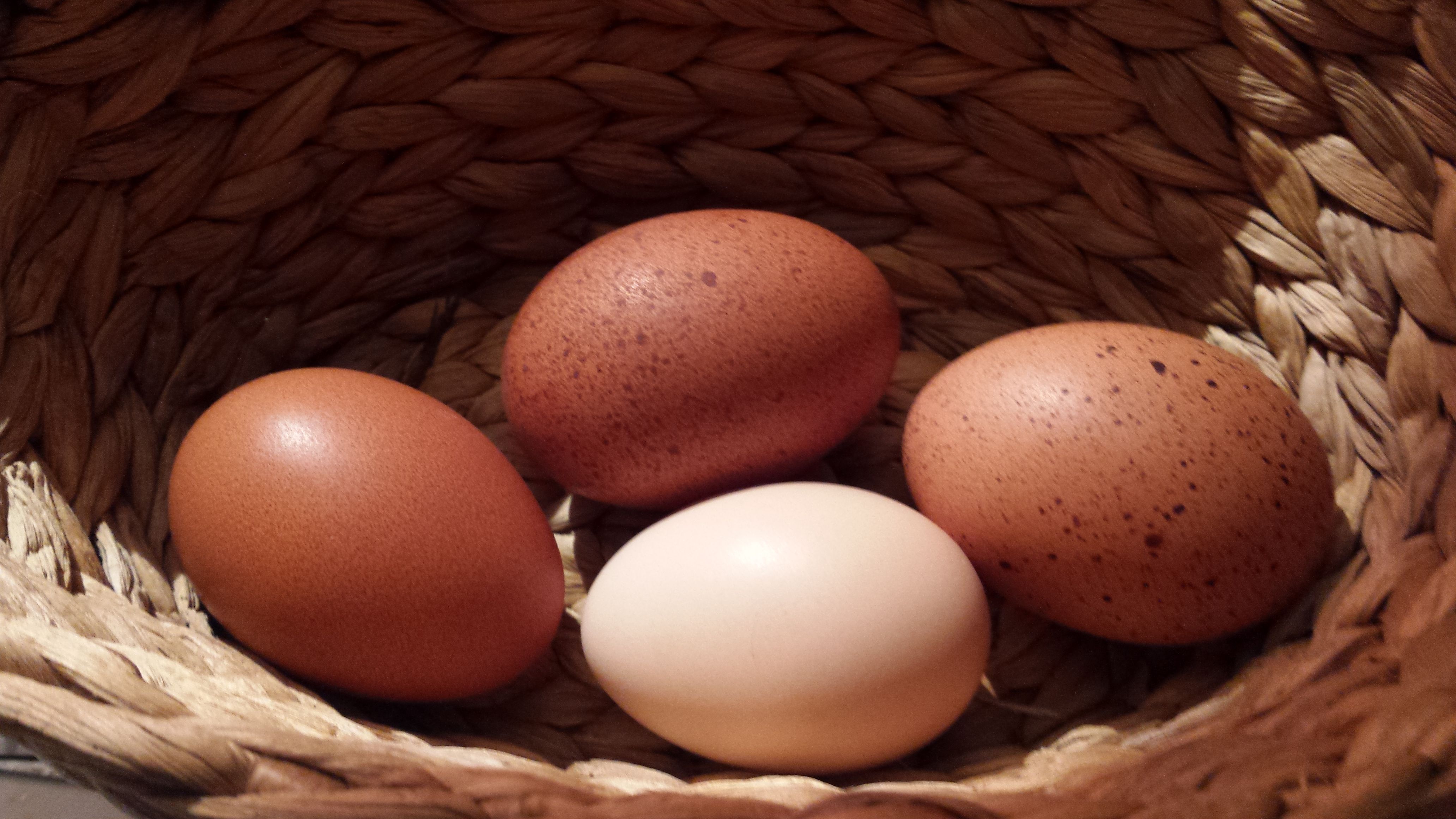 Finally first eggs!