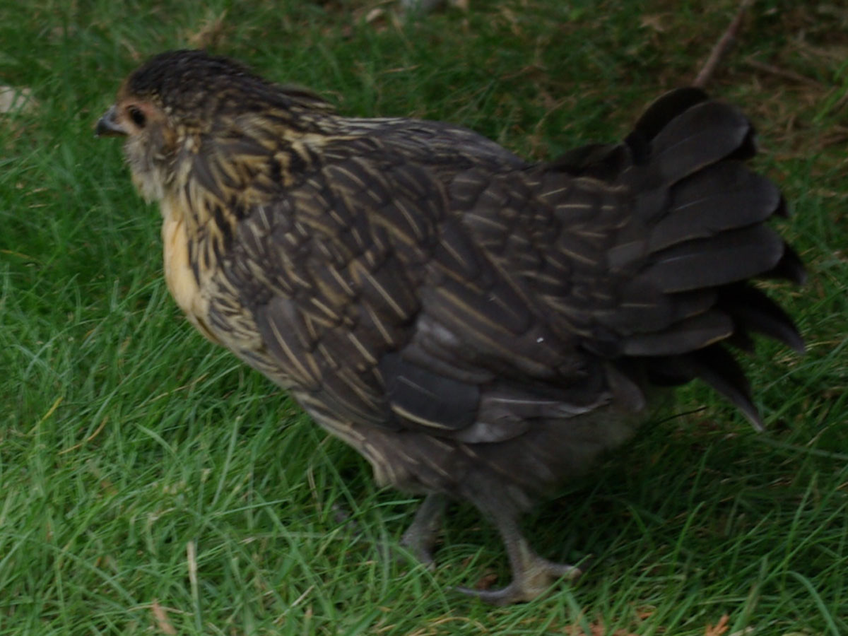 Finally found out what this little girl is =) She is a Quail Belgium Bearded D'anver Bantam, about eight weeks in this picture.