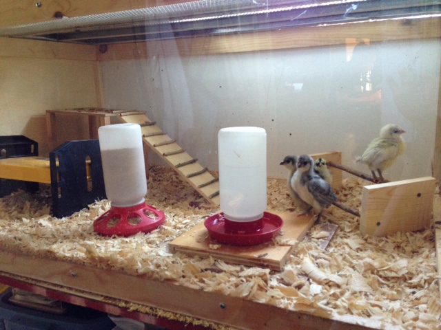 Finally four Ameraucana chicks! They are supposed to be blue but it looks like 2 blue, one black, and one splash - perfect Mendelian genetics ratios!