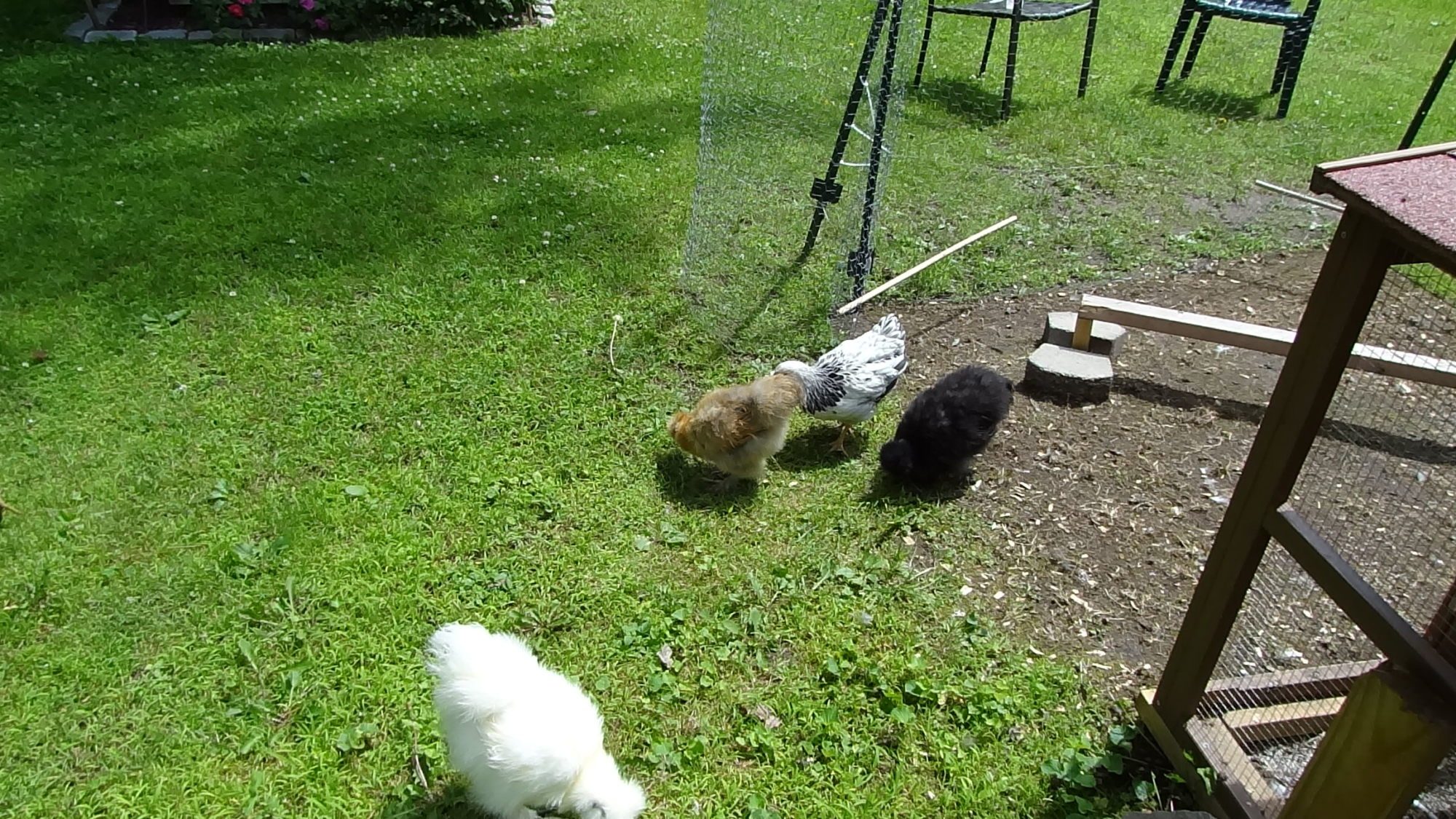Finally Free...and they're just excited for the fresh grass at the edge of the old pen....