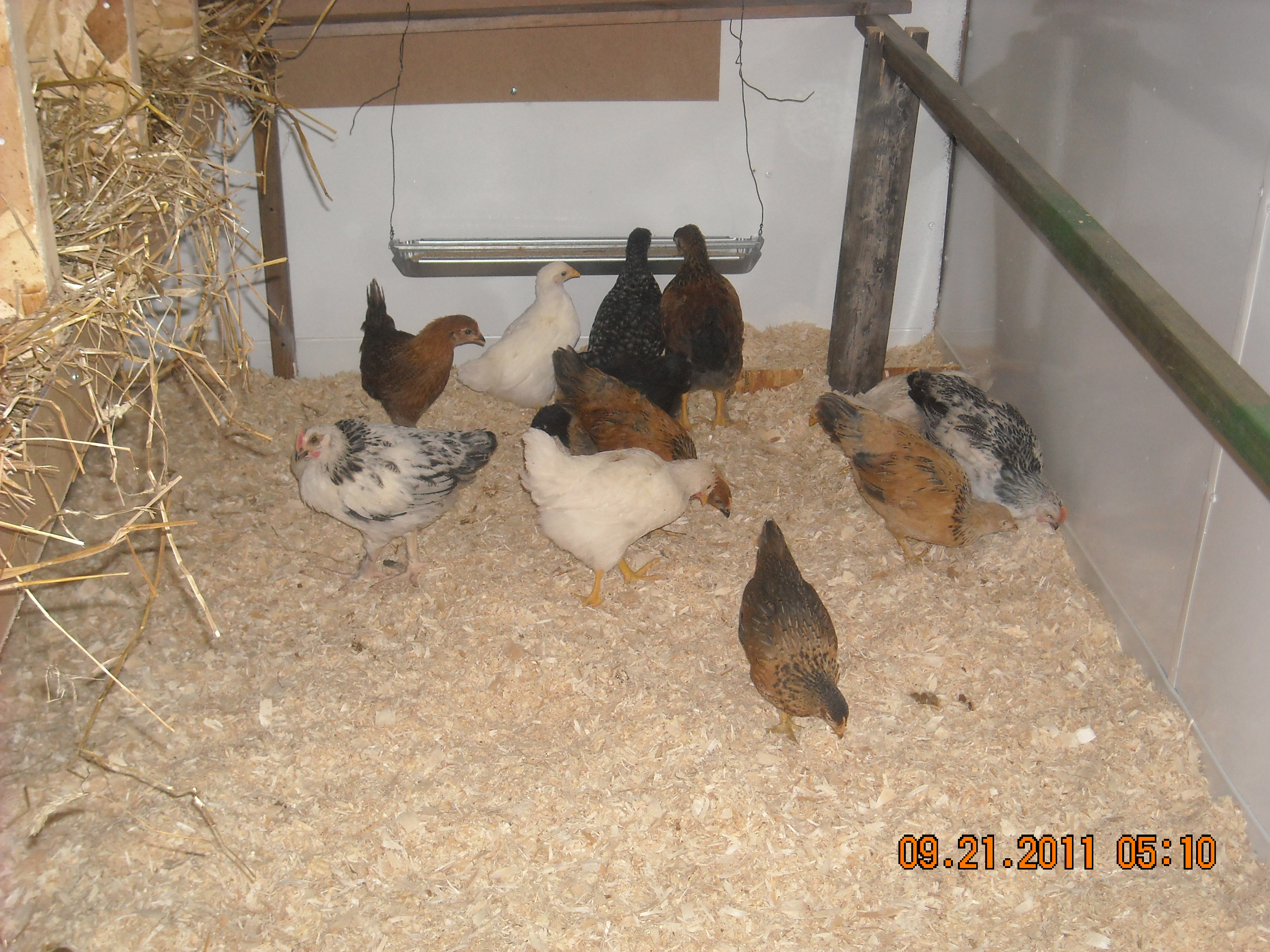 finally in the chicken coop