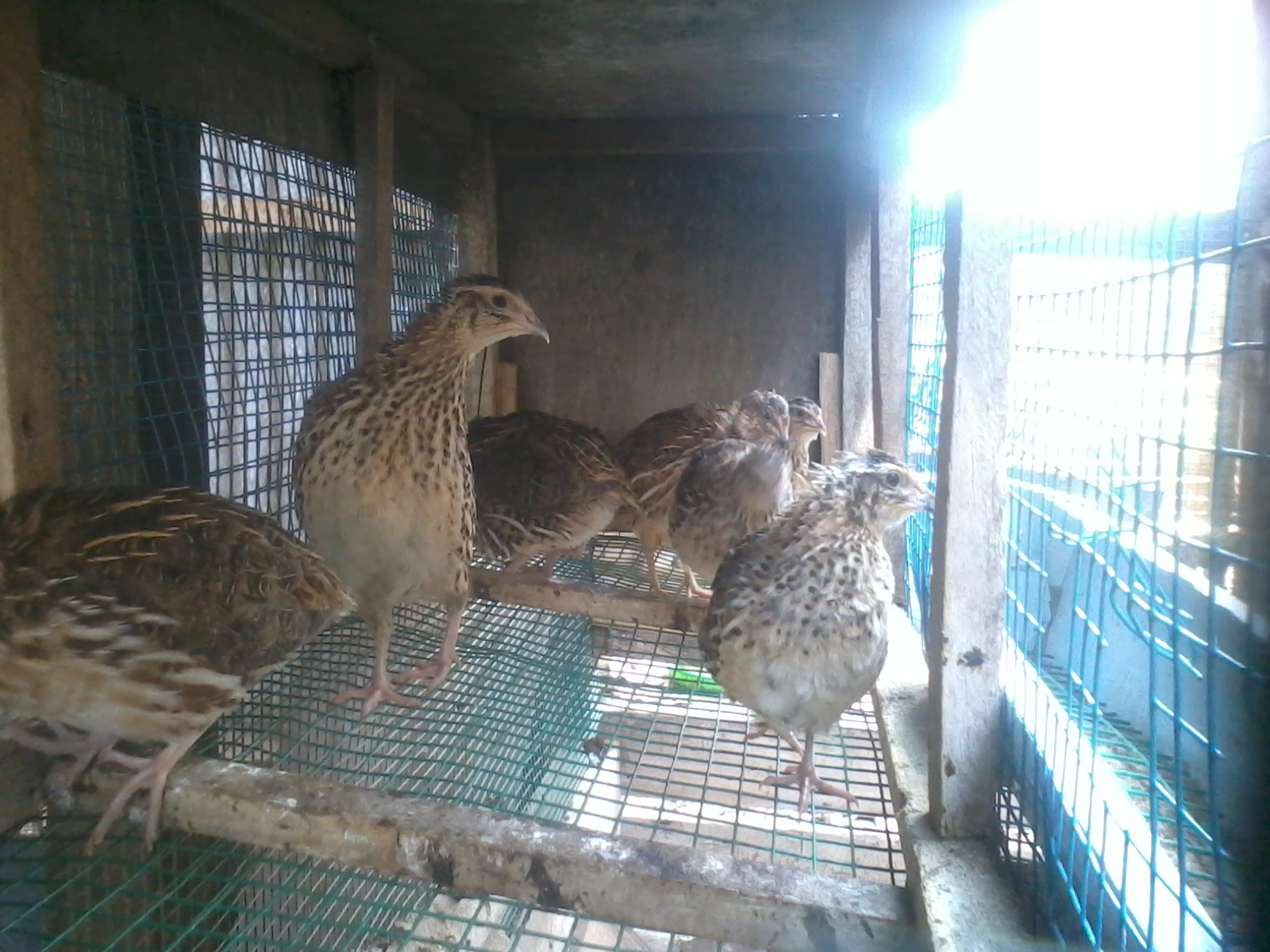 Finally i've got some quails to raise here in Ghana