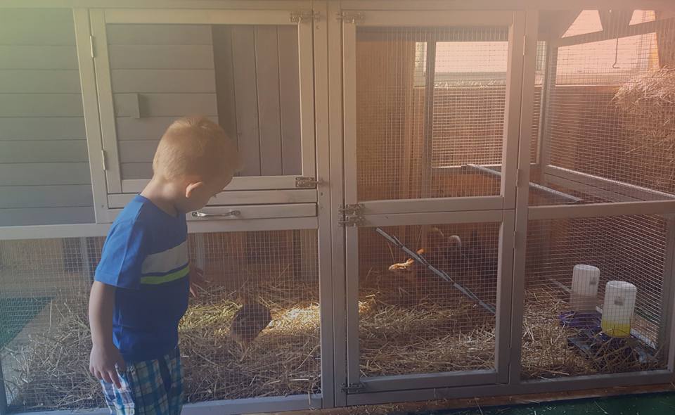 Finally moved in the coop
