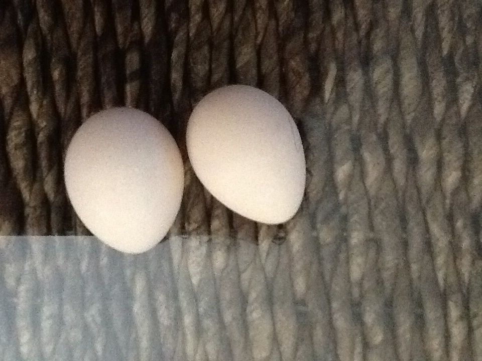Finally my youngest bantam who is a frizzle, has started laying these gorgeous tiny eggs! Still waiting for the older girls who are two months older than this little girl to start laying.