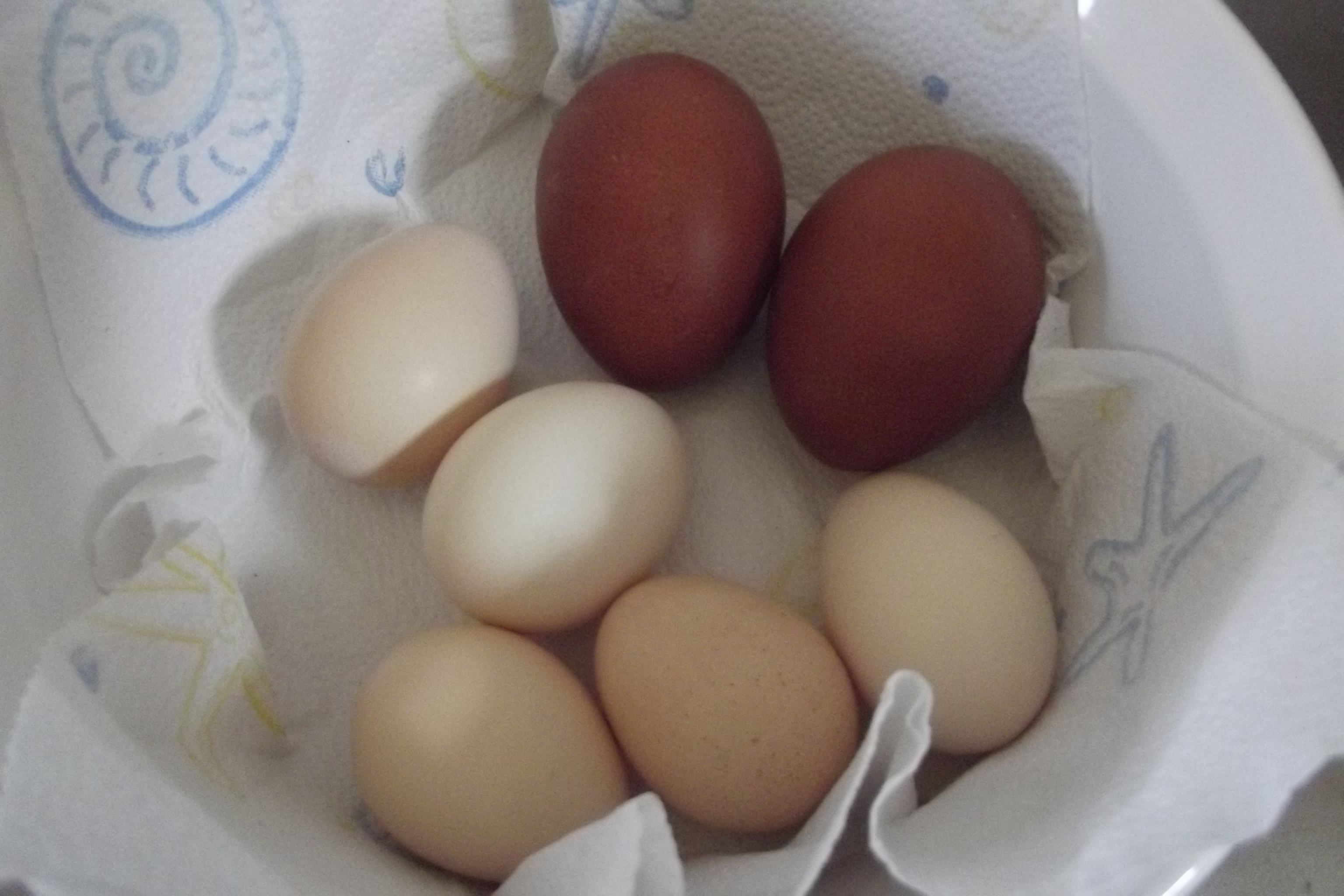 Finally! One of my Marans hens is laying again!