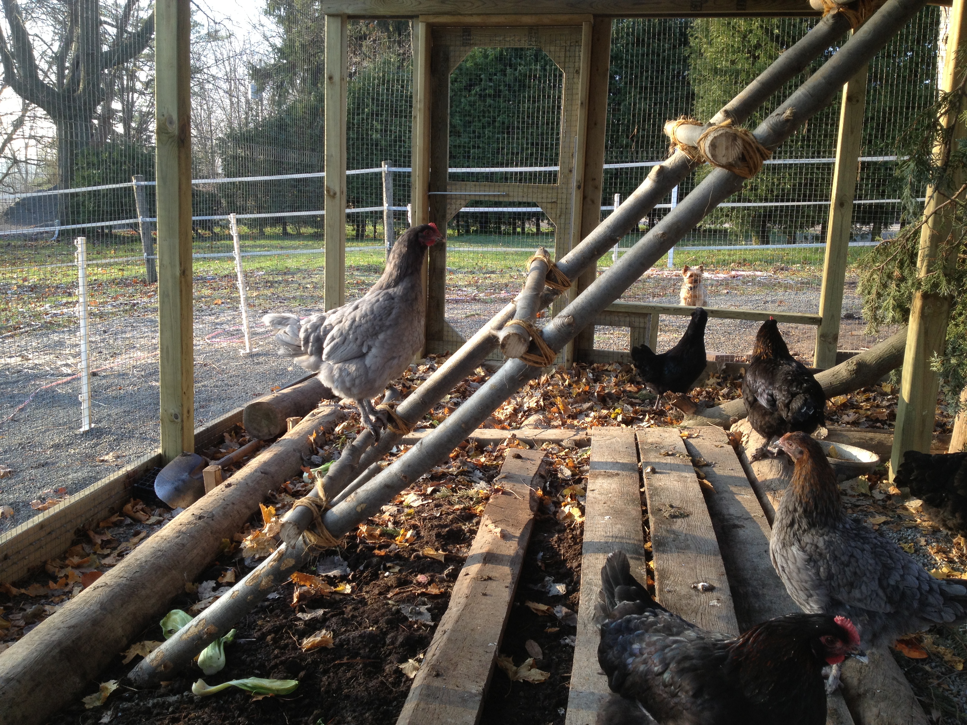 Finally one of the chickens is using the ladder I built