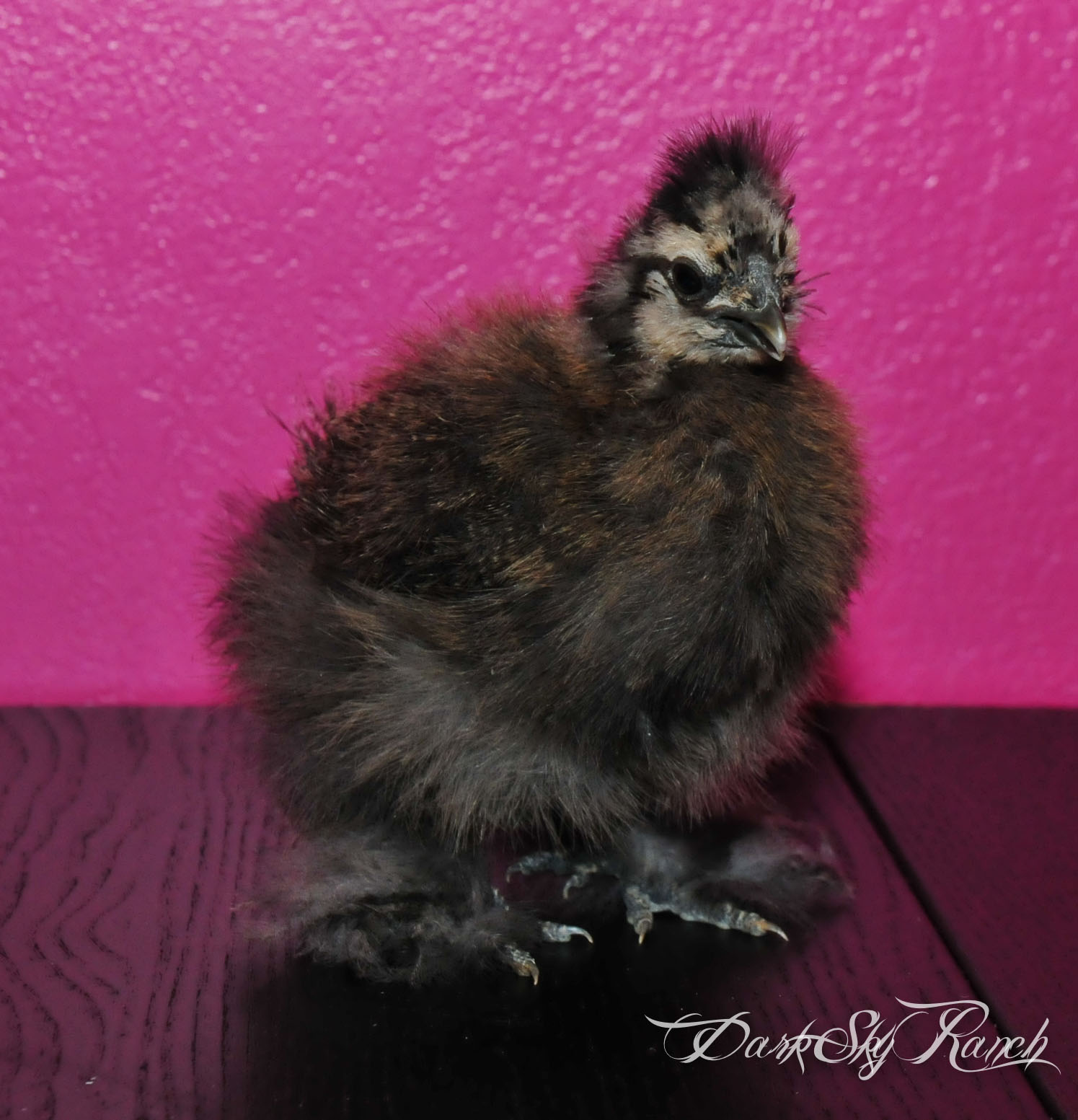 Finally our lil silkie chick is growing...too bad its only part of him growing. Apparently the growth spurt forgot to occur in the head. @9wks