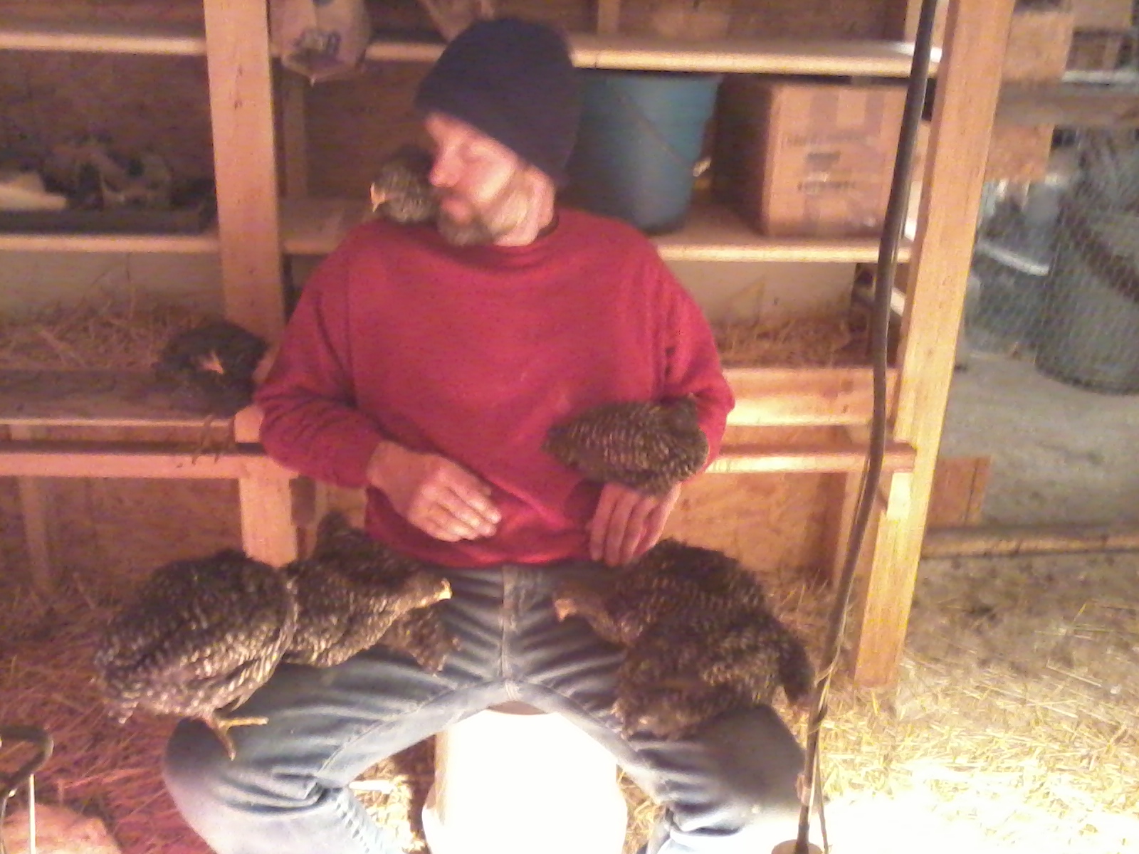 Finally out in the main coop, I dropped in for my evening visit and they were happy to see me. Here you can see me chatting it up with one of my "girls."
