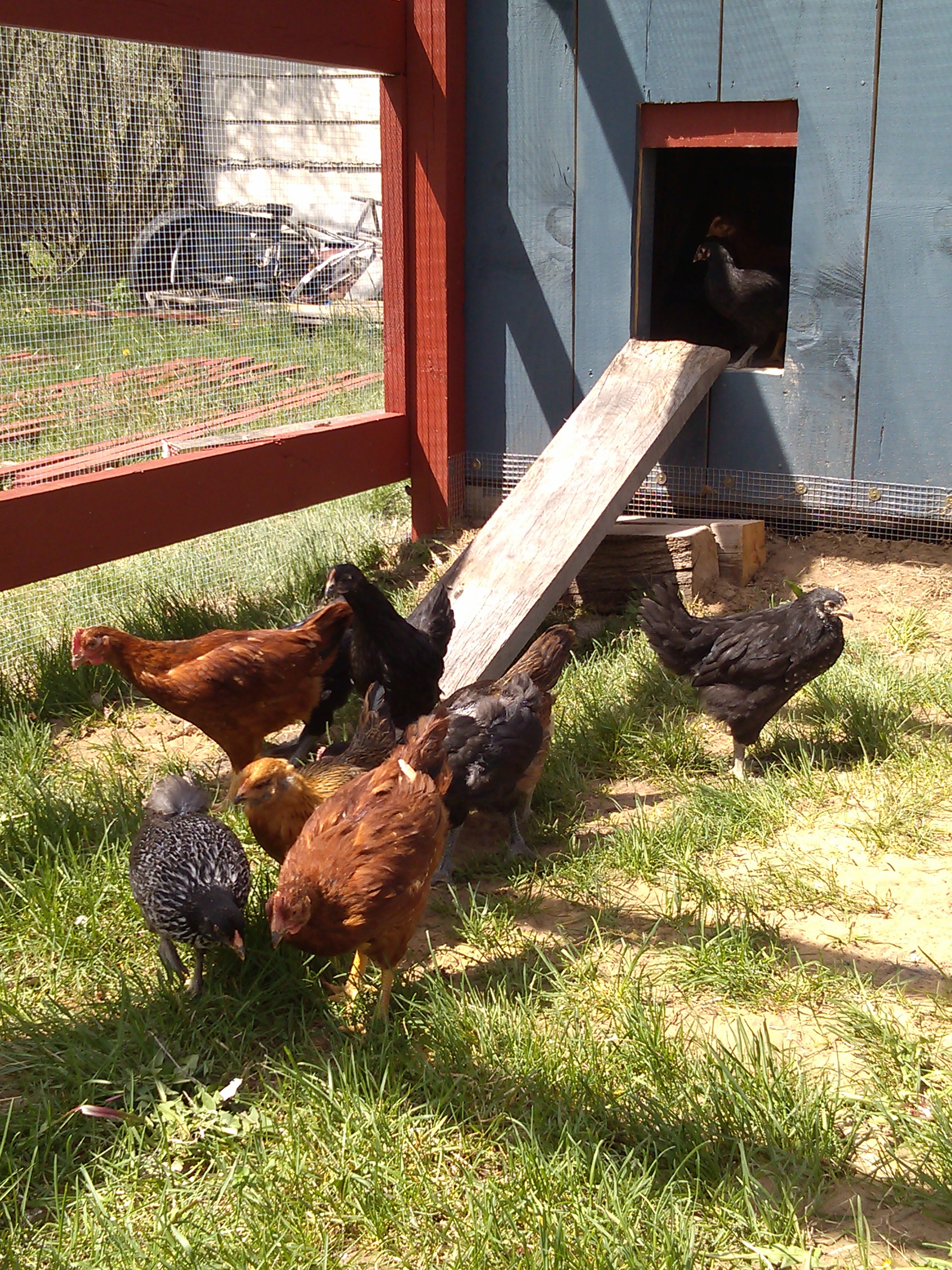 Finally! Some dandelions did the trick.  First time they've felt grass.