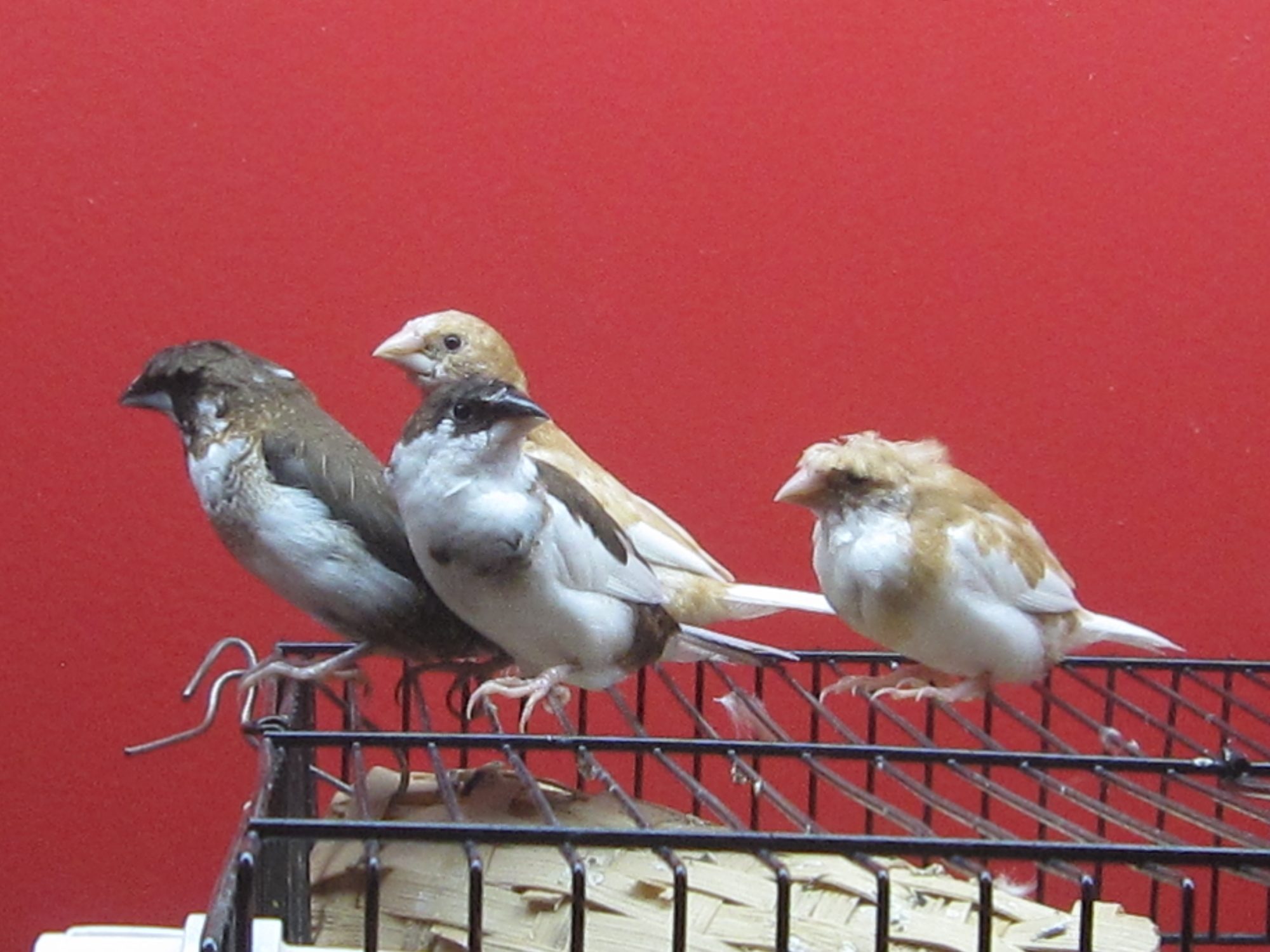 finches