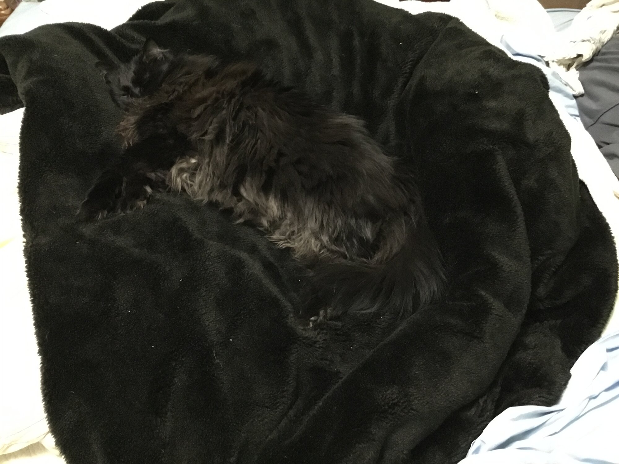 Find the cat