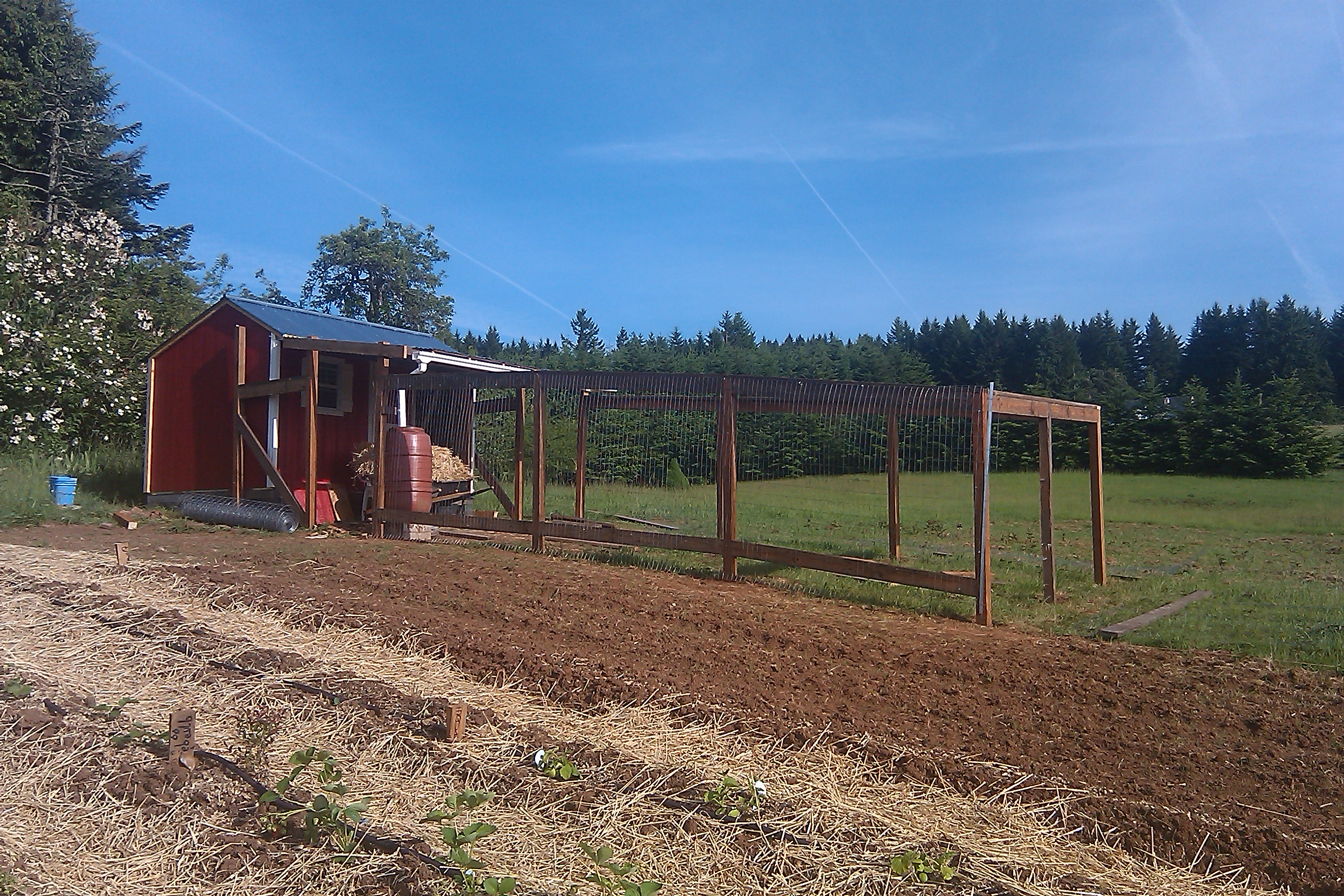 Finished coop and run.  It sits between 2 1/4 acre gardens (straw mulch in the foreground - that was a BIG mistake...).  Flock can free range in either.  Fallow garden to the south is planted in red clover.