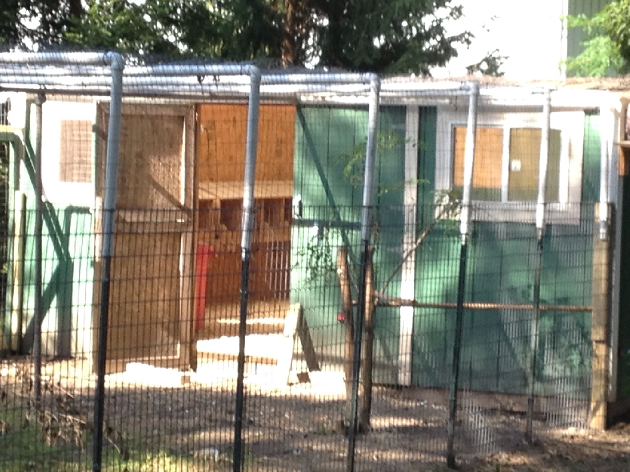 Finished outside run all predator proof.