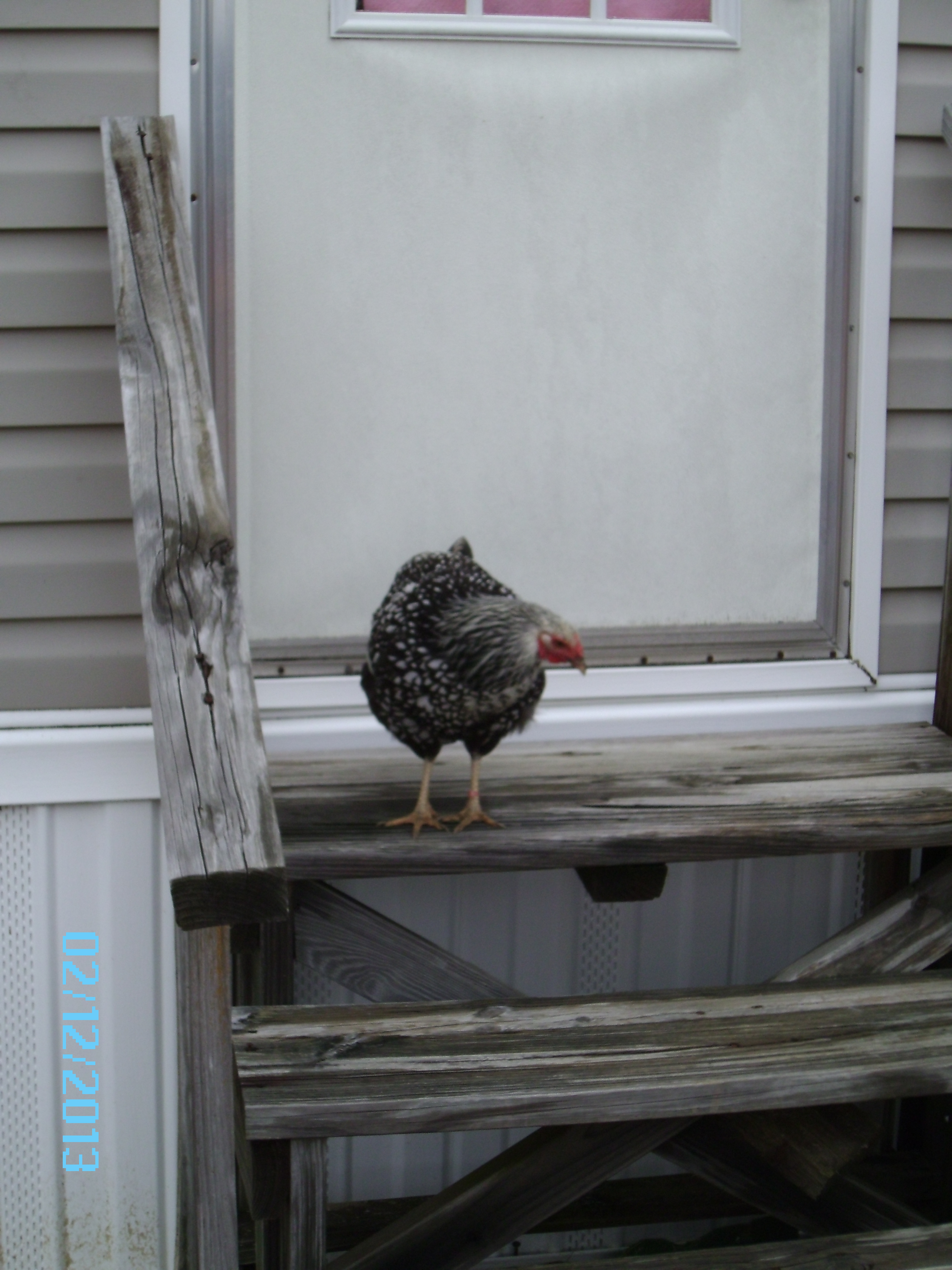 Fiona found somthing interesting at the back door